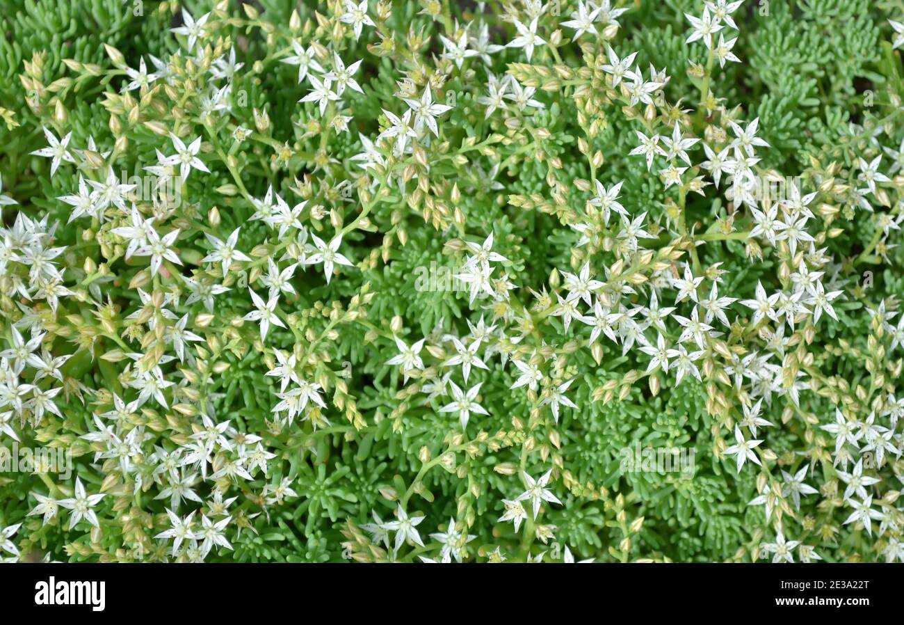 Sedum bianco o stonecrop. Pianta succulenta coperta con fiori bianchi a forma di stella come sfondo floreale primo piano, vista dall'alto. Foto Stock