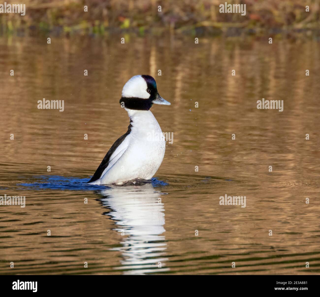 Bufflrhead (Bucephala albeola) drake tremando in un lago che riflette il fogliame autunnale, Galveston, Texas, USA. Foto Stock