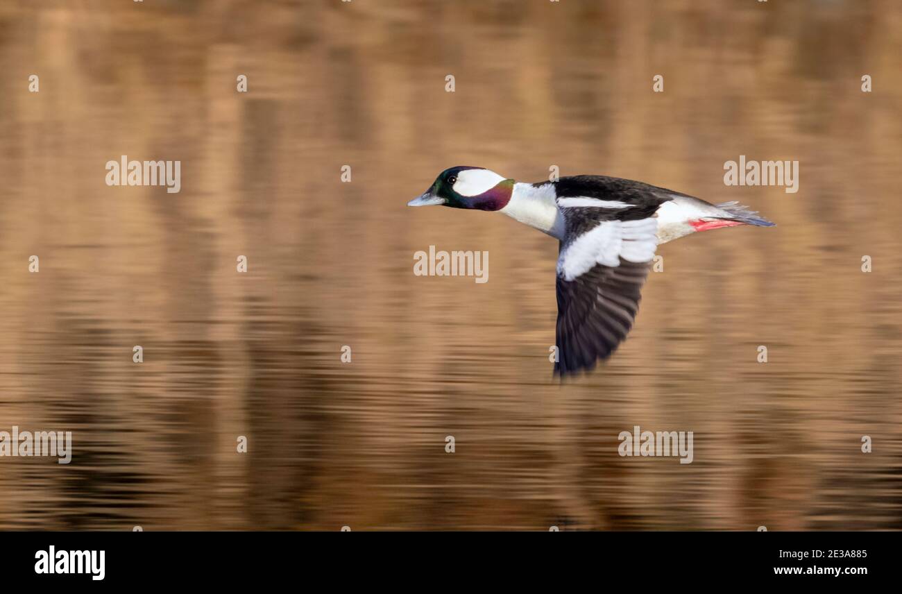 Bufflehead (Bucephala albeola) drake che vola su un lago con riflessi di foglie autunnali, Galveston, Texas, USA. Foto Stock