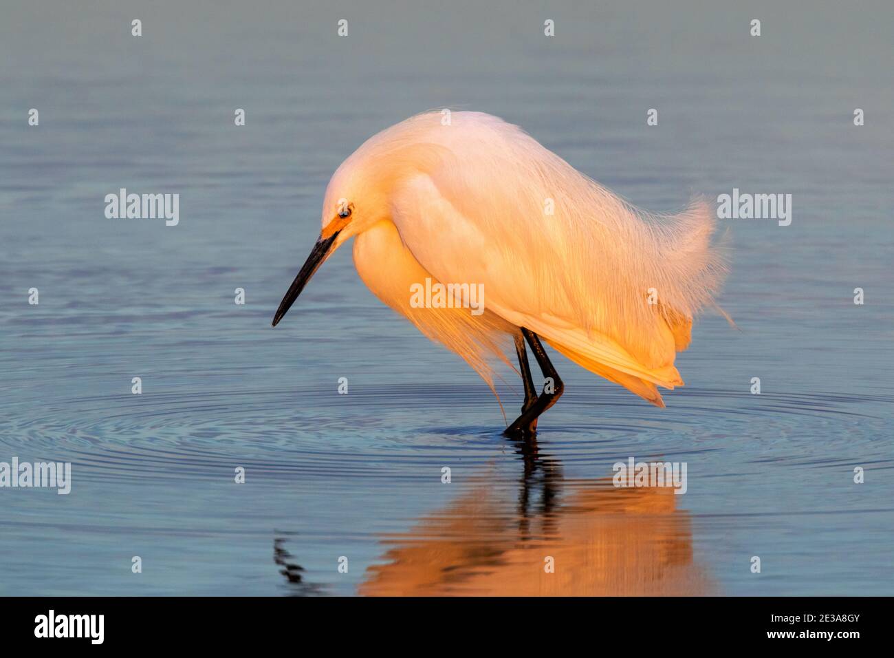 Garza innevata (Egretta thula) caccia alla costa oceanica all'alba, Galveston, Texas, USA. Foto Stock