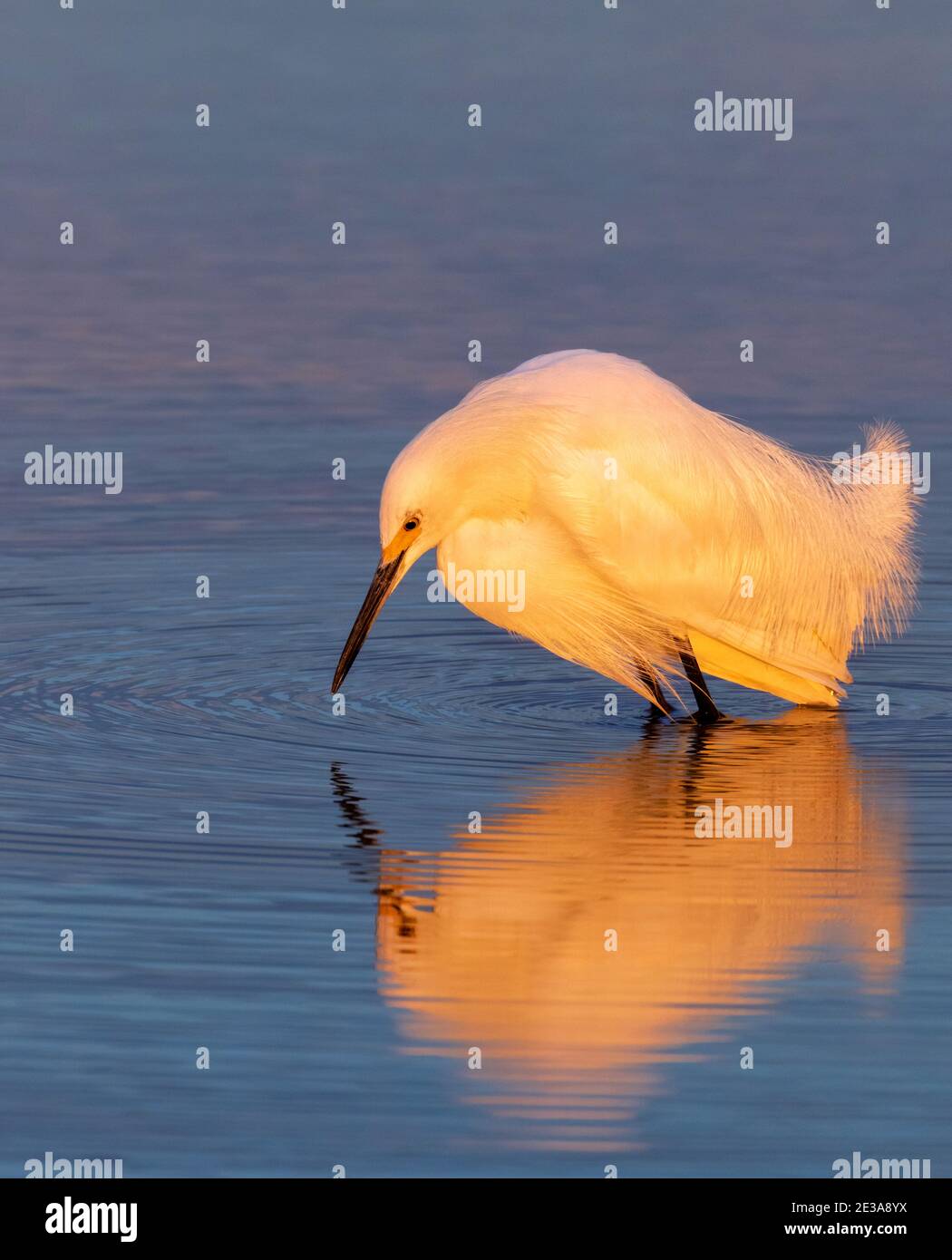 Garza innevata (Egretta thula) caccia alla costa oceanica all'alba, Galveston, Texas, USA. Foto Stock