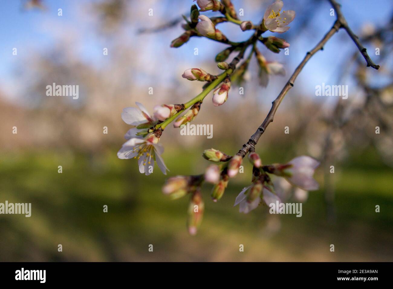 Fiori di mandorle al Parque Quinta de los Molinos a Madrid. Primo piano di delicati boccioli di fiori e ramoscelli. Foto Stock