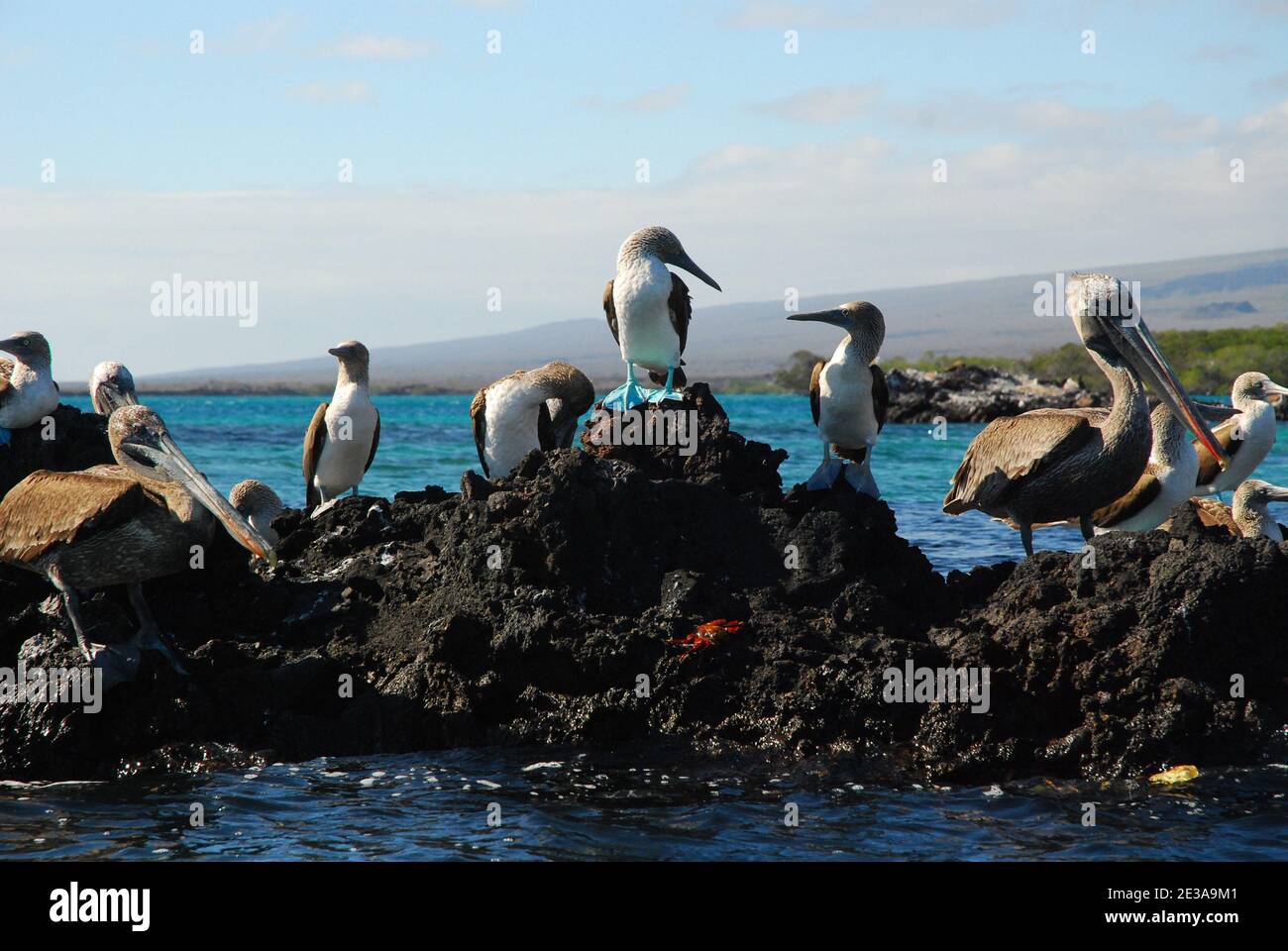Boobies Blue Footed, Pelicans Brown e granchi Sally Lightfoot in piedi su roccia vulcanica al largo della costa delle isole Galapagos, Ecuador Foto Stock