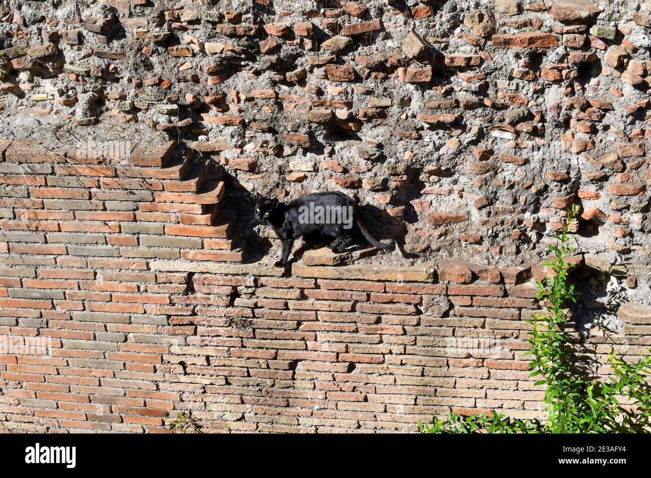 Un breve gatto nero dai capelli cammina lungo un antico muro di mattoni nelle rovine di Largo di Torre Argentina, oggi santuario dei gatti, a Roma, Italia. Foto Stock