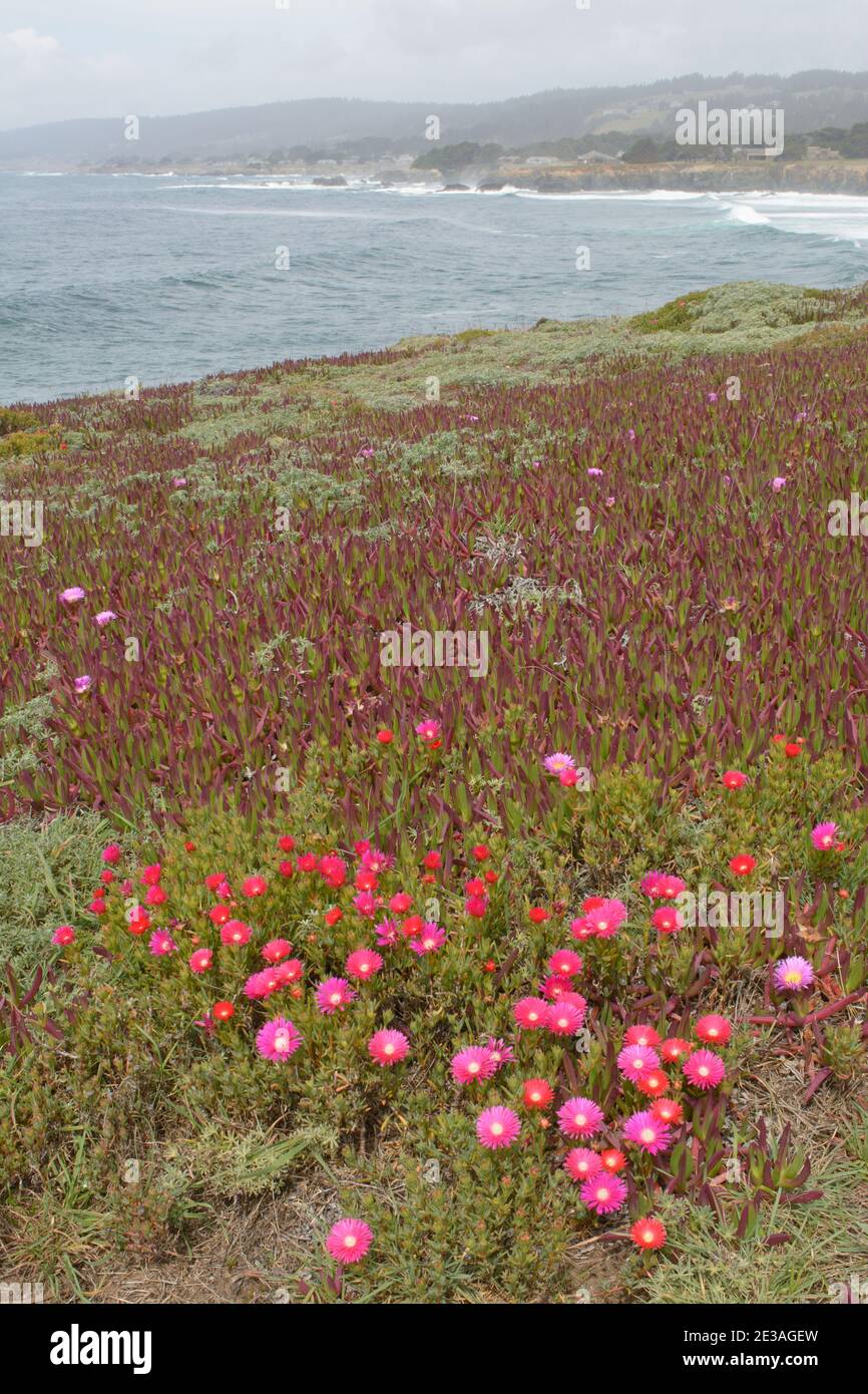 Ghiaccio rosa pianta fiore paesaggio fiorito spiaggia costa californiana Foto Stock