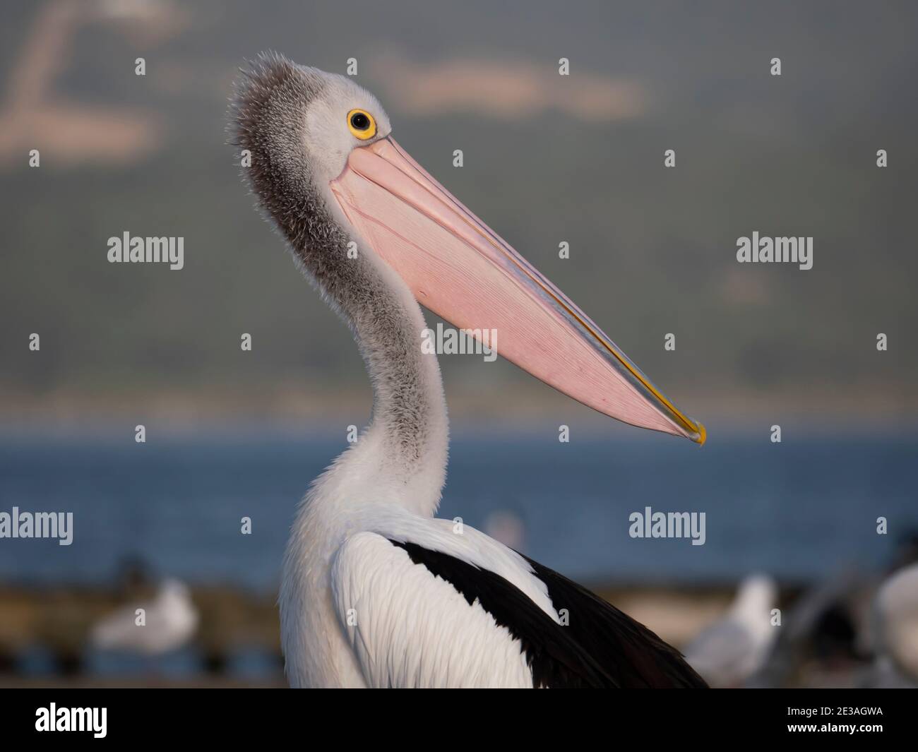 Un pellicano australiano, il Pelecanus cospicillatus, seduto su un molo con altri uccelli marini e gabbiani a Oyster Harbour, Albany Australia Occidentale. Fa Foto Stock