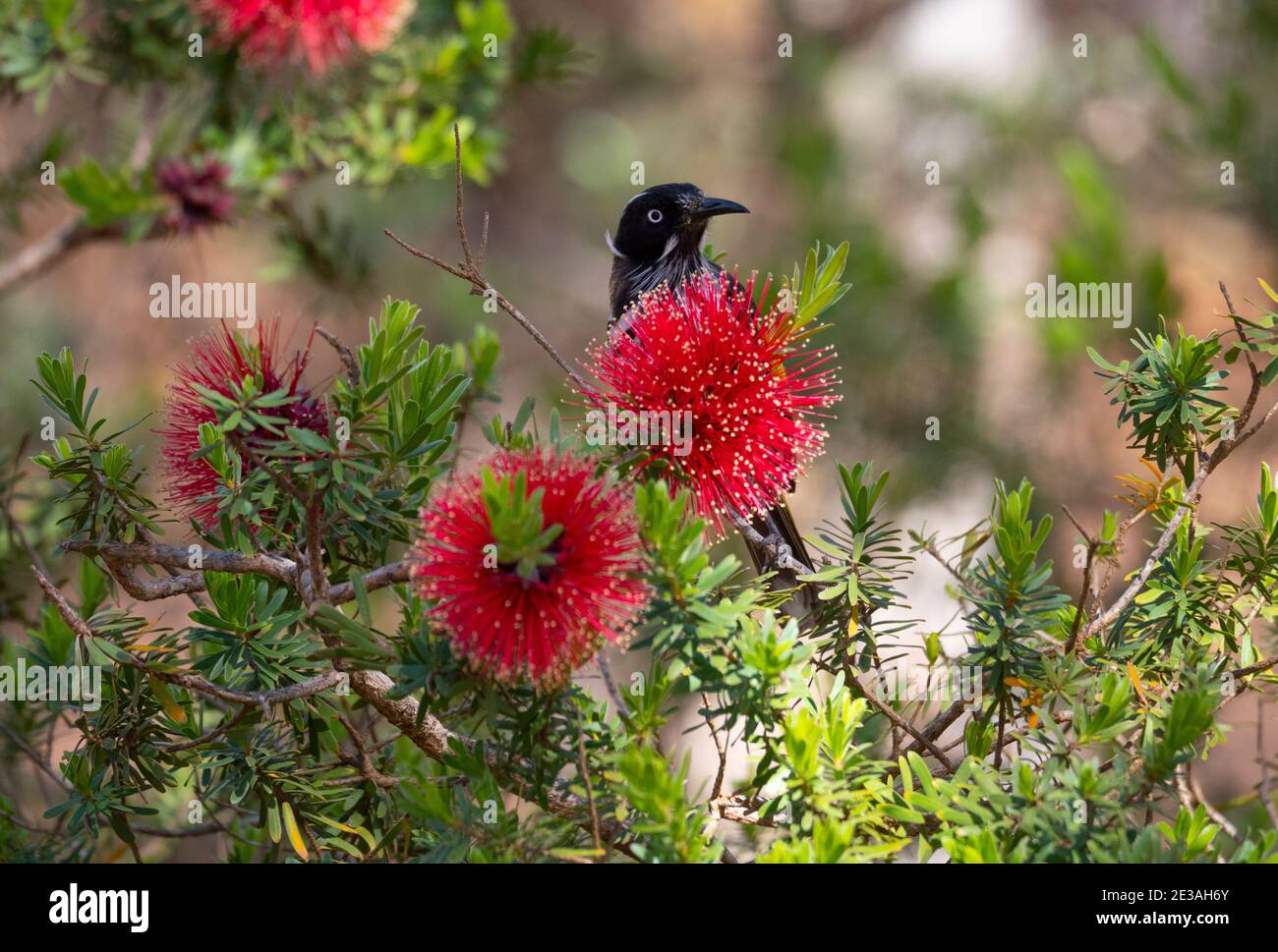 New Holland Honeyeater, Phylidonyris novaehollandiae, che si nuocia su un fiore rosso di fondo. Foto Stock