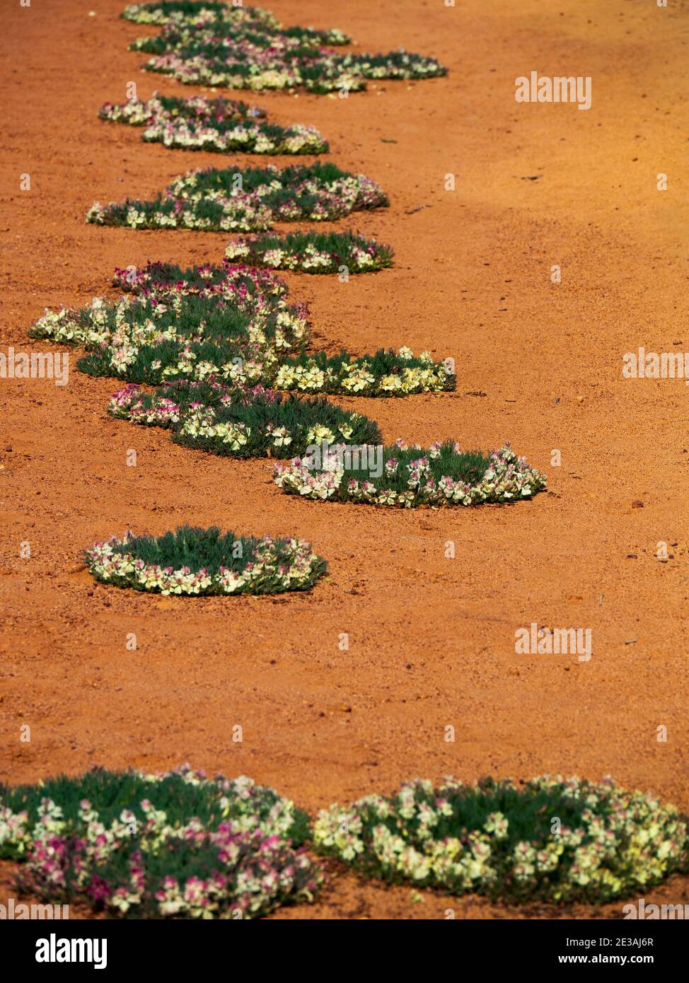 Fiori di corona, Lechenaultia macrantha, vicino Perenjori Australia Occidentale Foto Stock