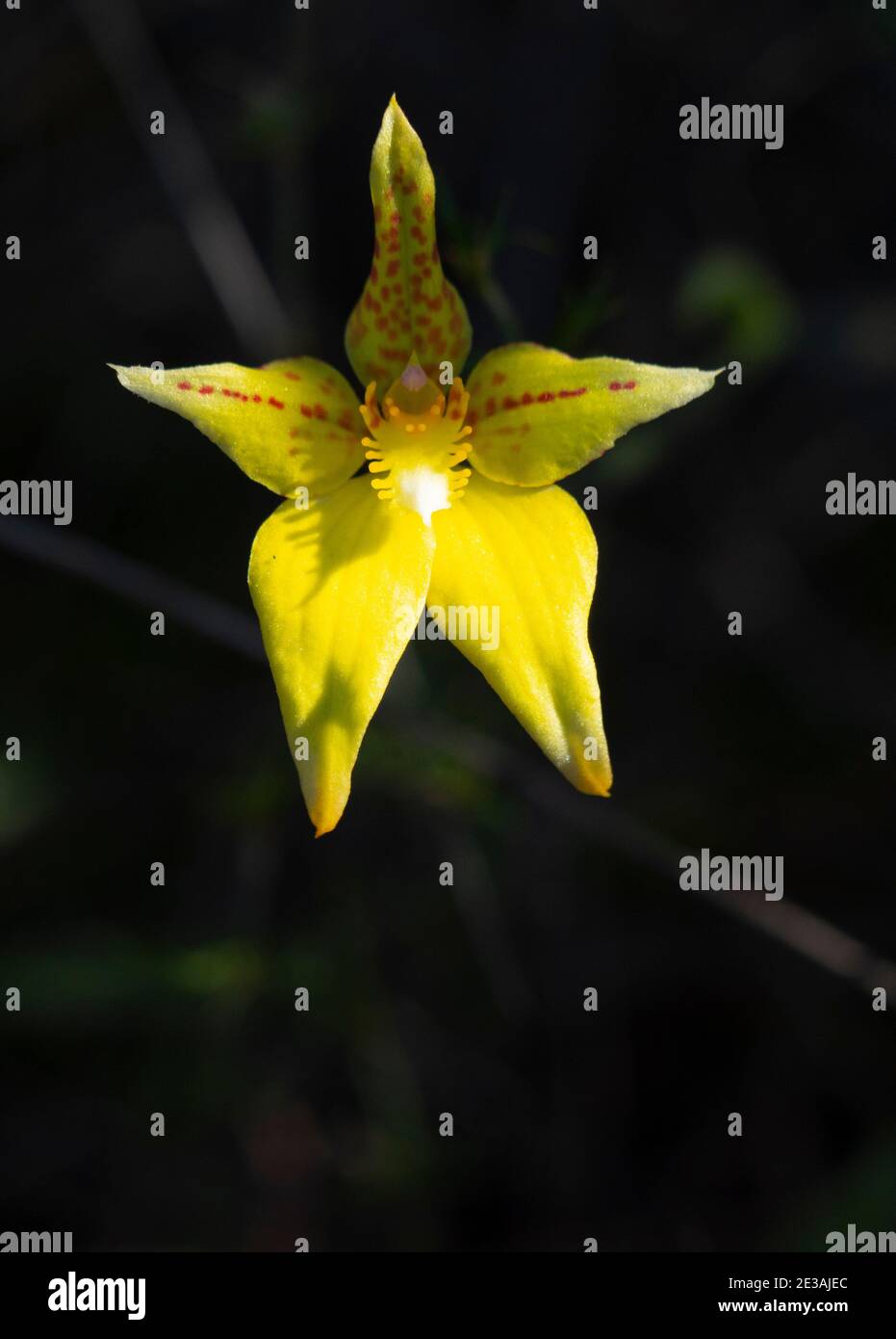 Orchidea da cowslip, Caladenia fava, fiore selvatico vicino a Mingenew Australia Occidentale. Foto Stock