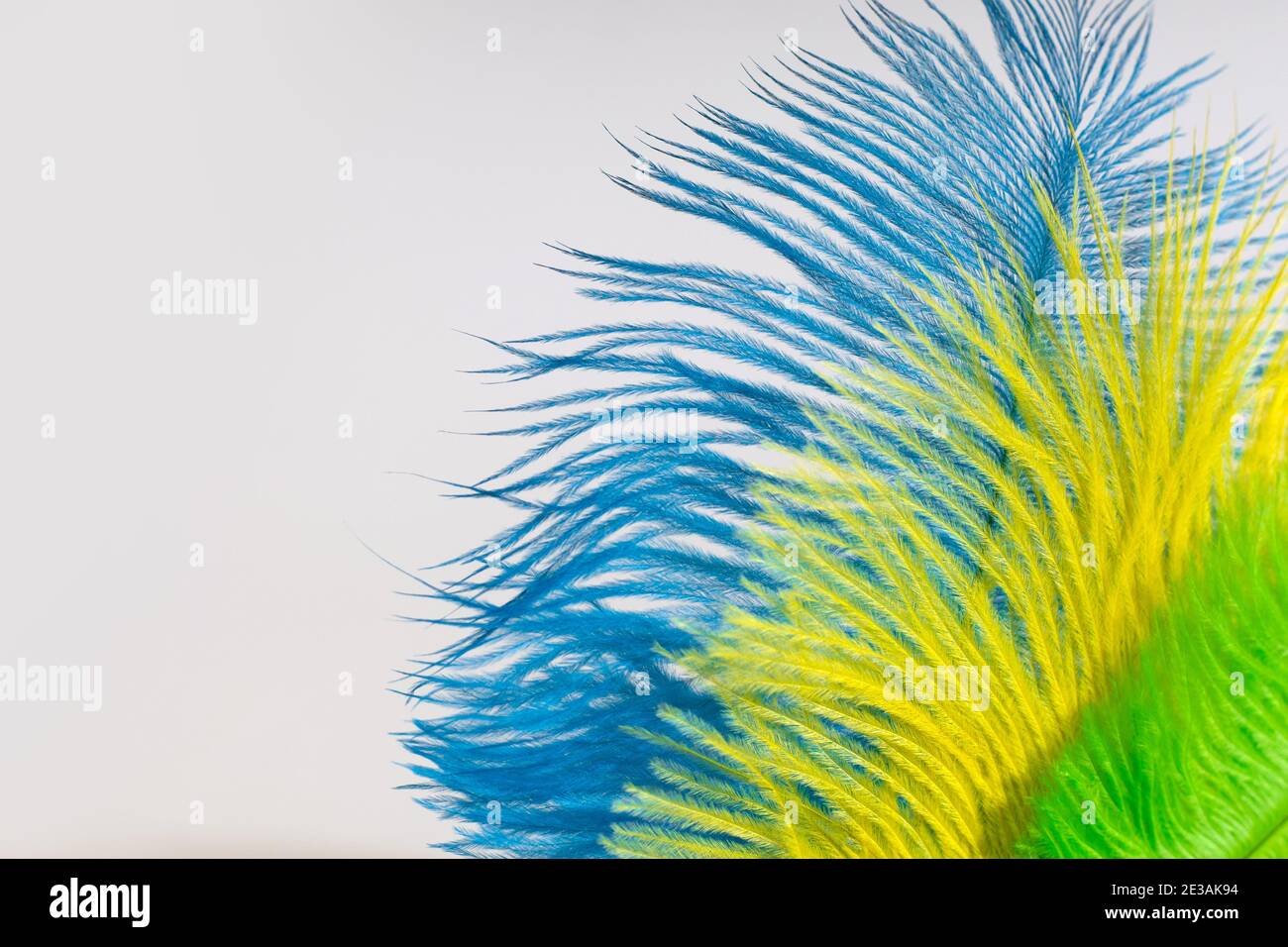 Le piume degli uccelli sono verdi, gialle e blu. Colori della bandiera del  Brasile. Testa per un costume da carnevale Foto stock - Alamy