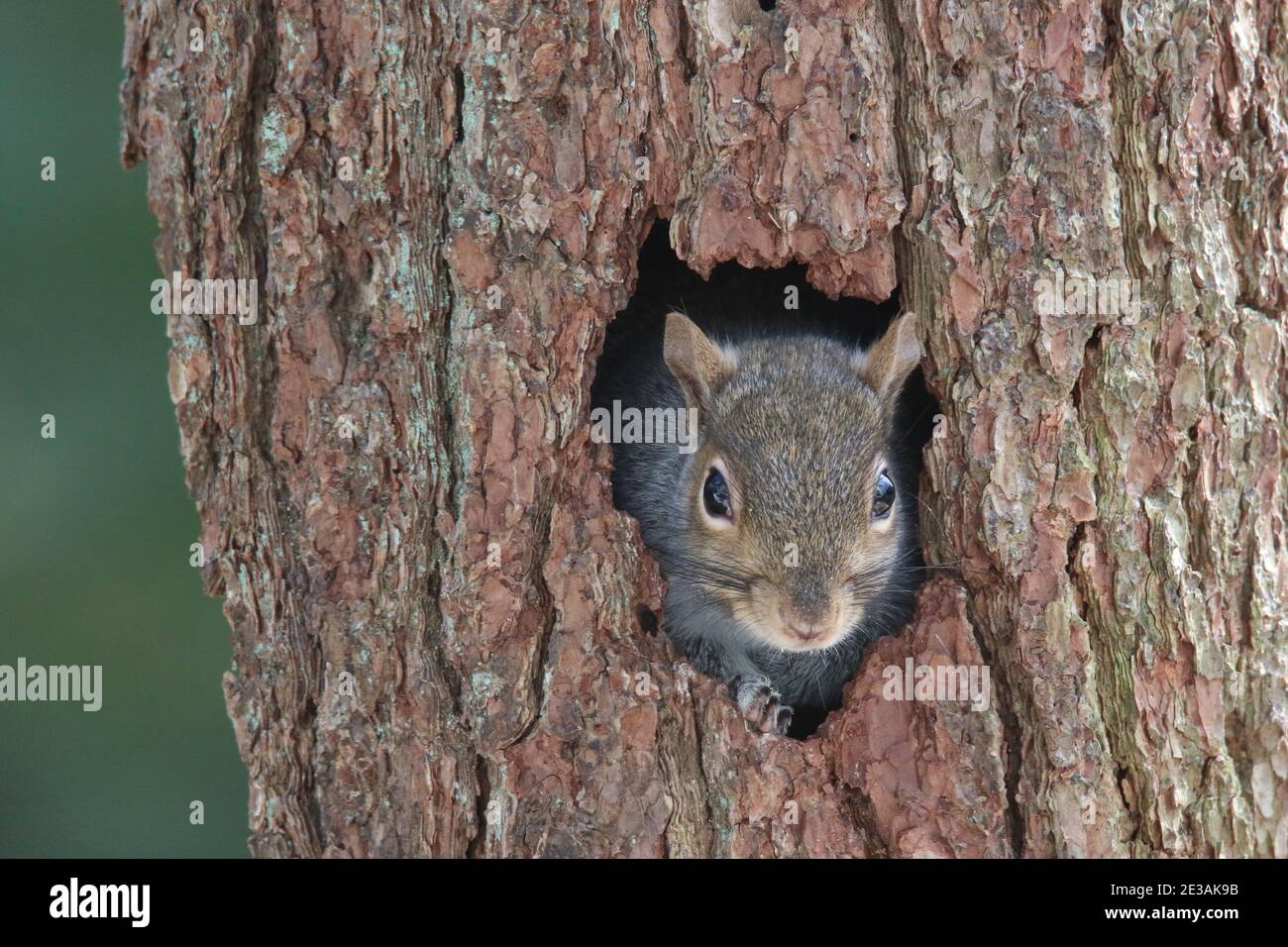 Testa di uno scoiattolo grigio orientale che si affaccia da a. foro in un tronco di albero Foto Stock