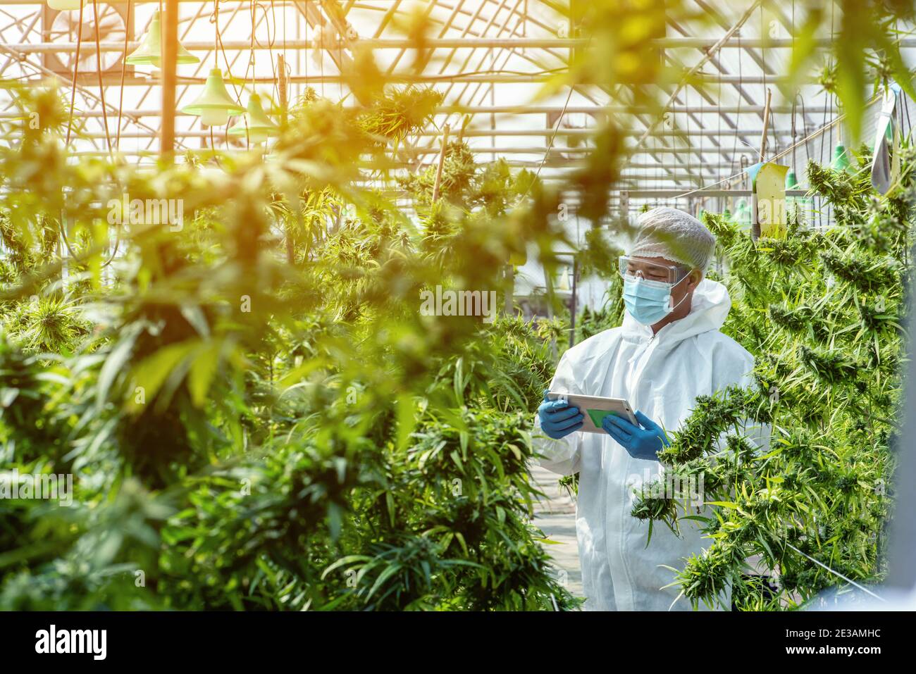 Ritratto di scienziato con maschera, occhiali e guanti. Controllo analisi e risultati con Tablet per pazienti marijuana medica fiori di cannabis in un gr Foto Stock