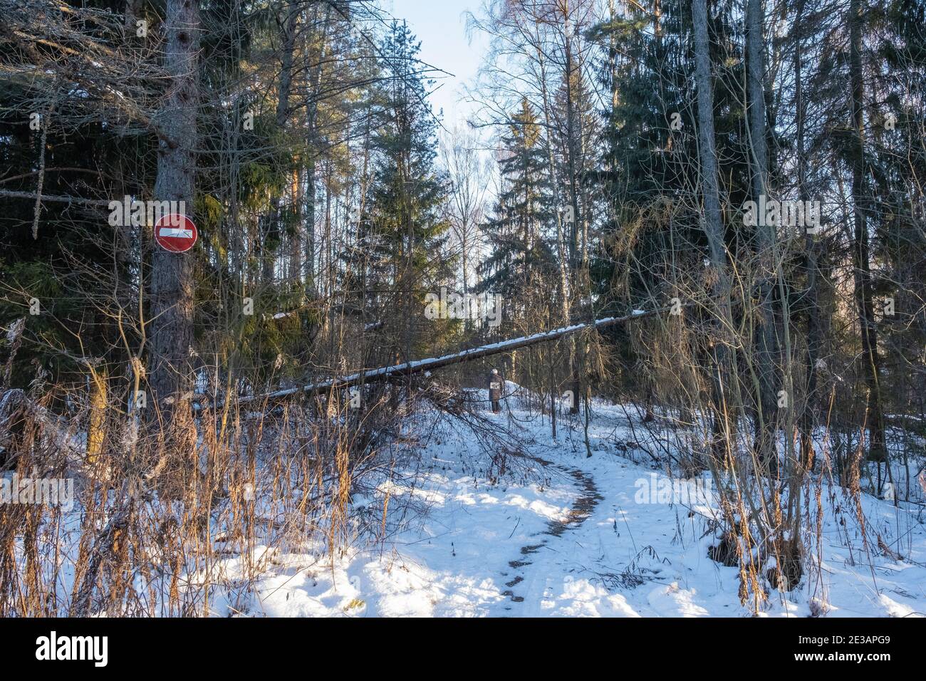 Una persona su un sentiero forestale in una giornata invernale soleggiata e un segnale stradale è vietato, Russia. Foto Stock
