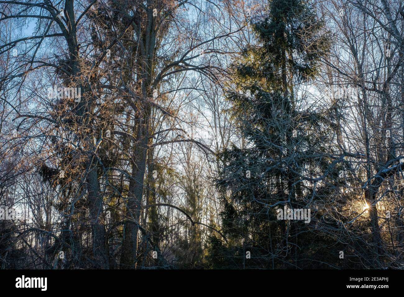 I raggi del sole si rompono attraverso il thicket della foresta invernale, illuminando i rami di alberi. Foto Stock
