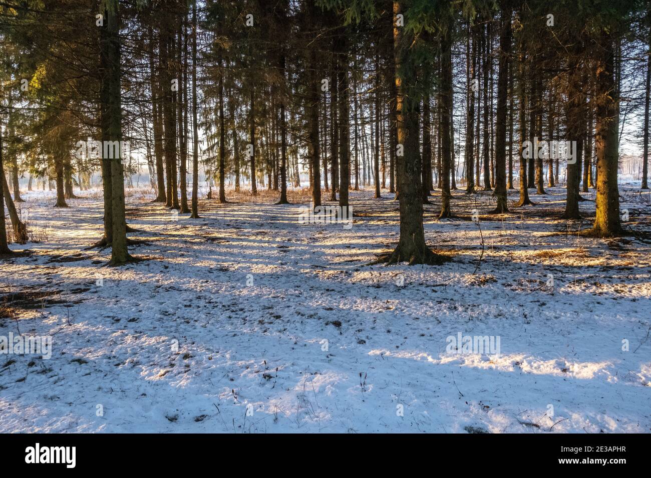 Foresta di abete rosso alla luce di un sole invernale basso con lunghe ombre, Russia. Foto Stock