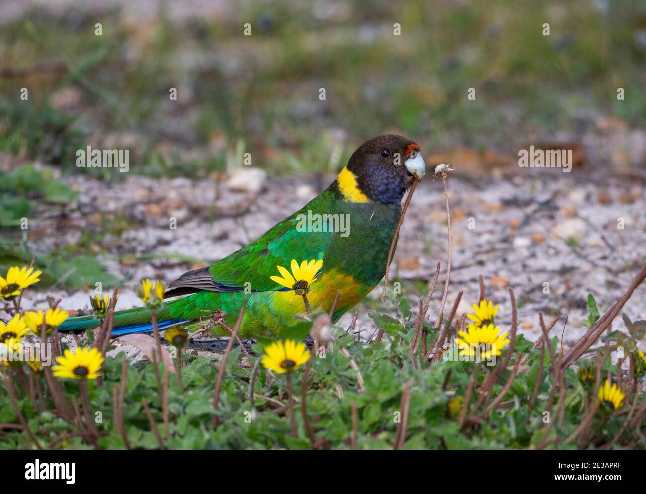 Australian Ringneck, Barnardius zonarius, pappagallo arroccato in un cespuglio. Chiamata anche una ventotto sottospecie di pappagallo nell'Australia occidentale. Foto Stock
