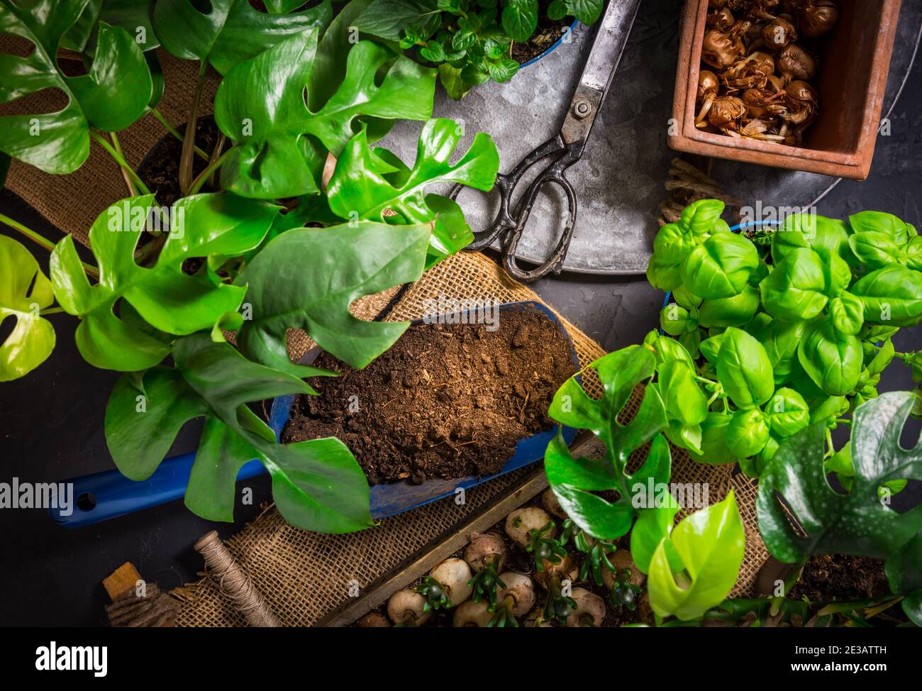 Giungla urbana e piante di reimpianto - erbe, fiori e piante in pentole, giardino verde su un balcone. Giardinaggio urbano, urbano, giungla e piantatura domestica Foto Stock