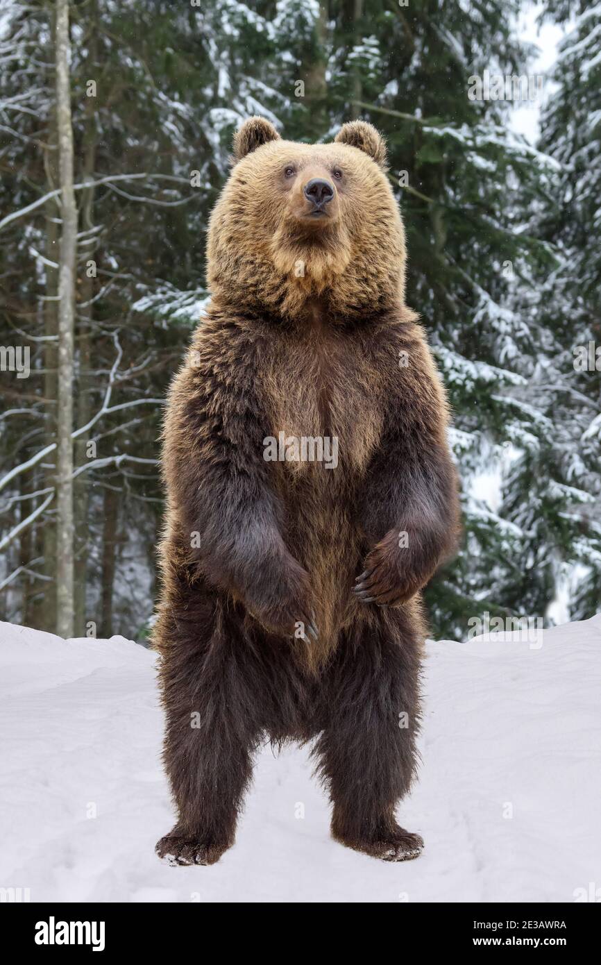 Primo piano orso bruno in piedi sulle gambe posteriori nella foresta invernale. Pericolo animale in habitat naturale. Grande mammifero. Scena della fauna selvatica Foto Stock