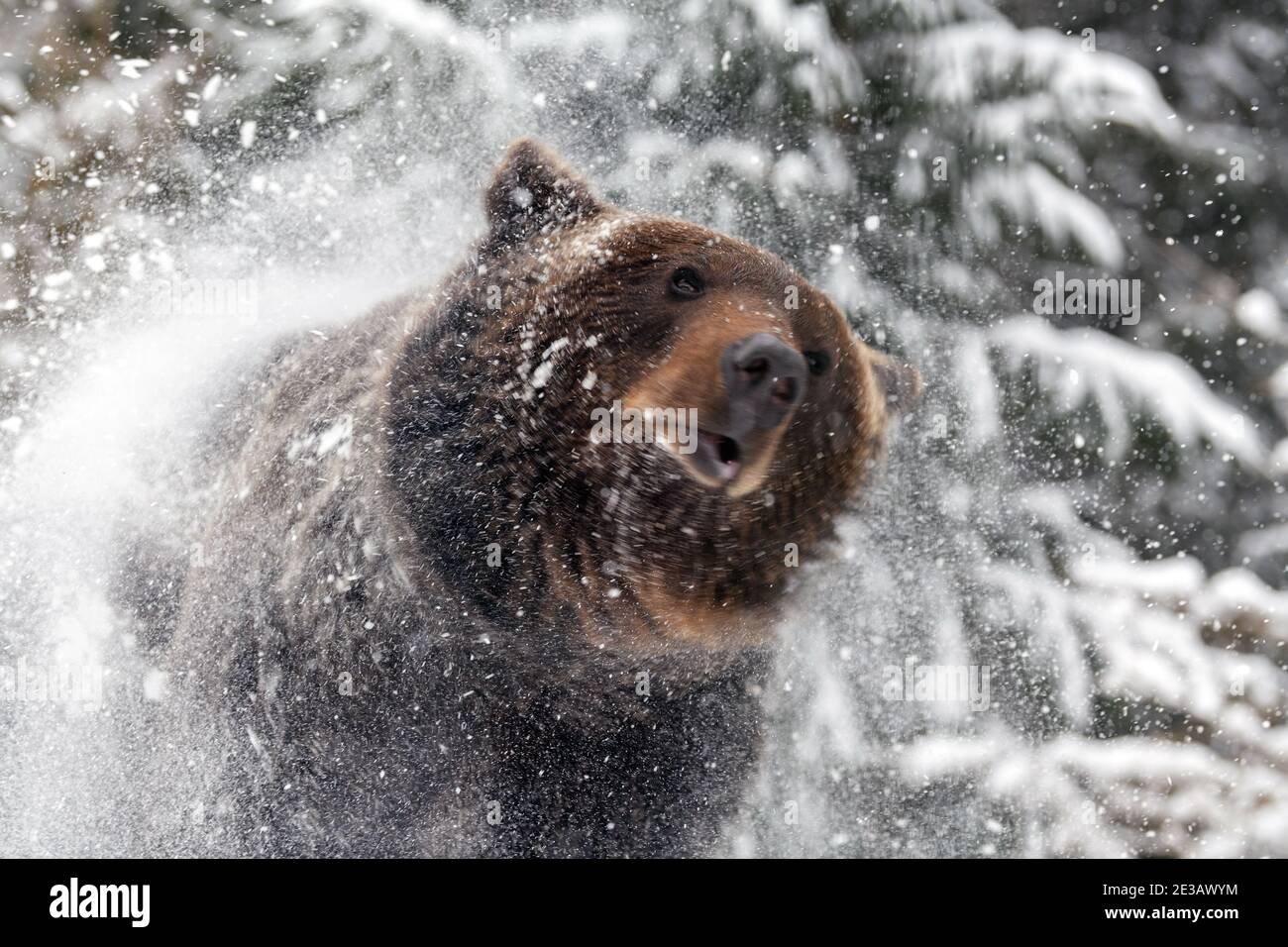 Orso Bianco Nella Neve Immagini e Fotos Stock - Alamy