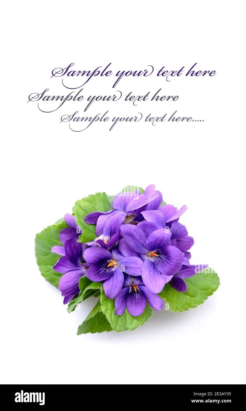 Fiori violacei selvatici su sfondi bianchi.Viola odorata. Foto Stock