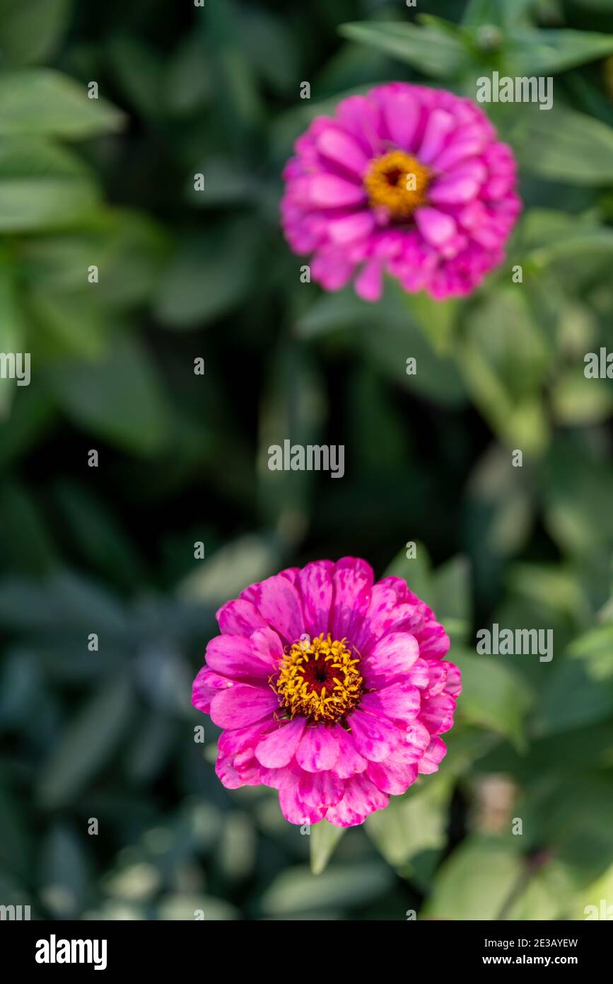 Zennia fiorisce nel giardino del Memoriale ai soldati Siberiani morti della seconda guerra mondiale a Irkutsk. Foto Stock