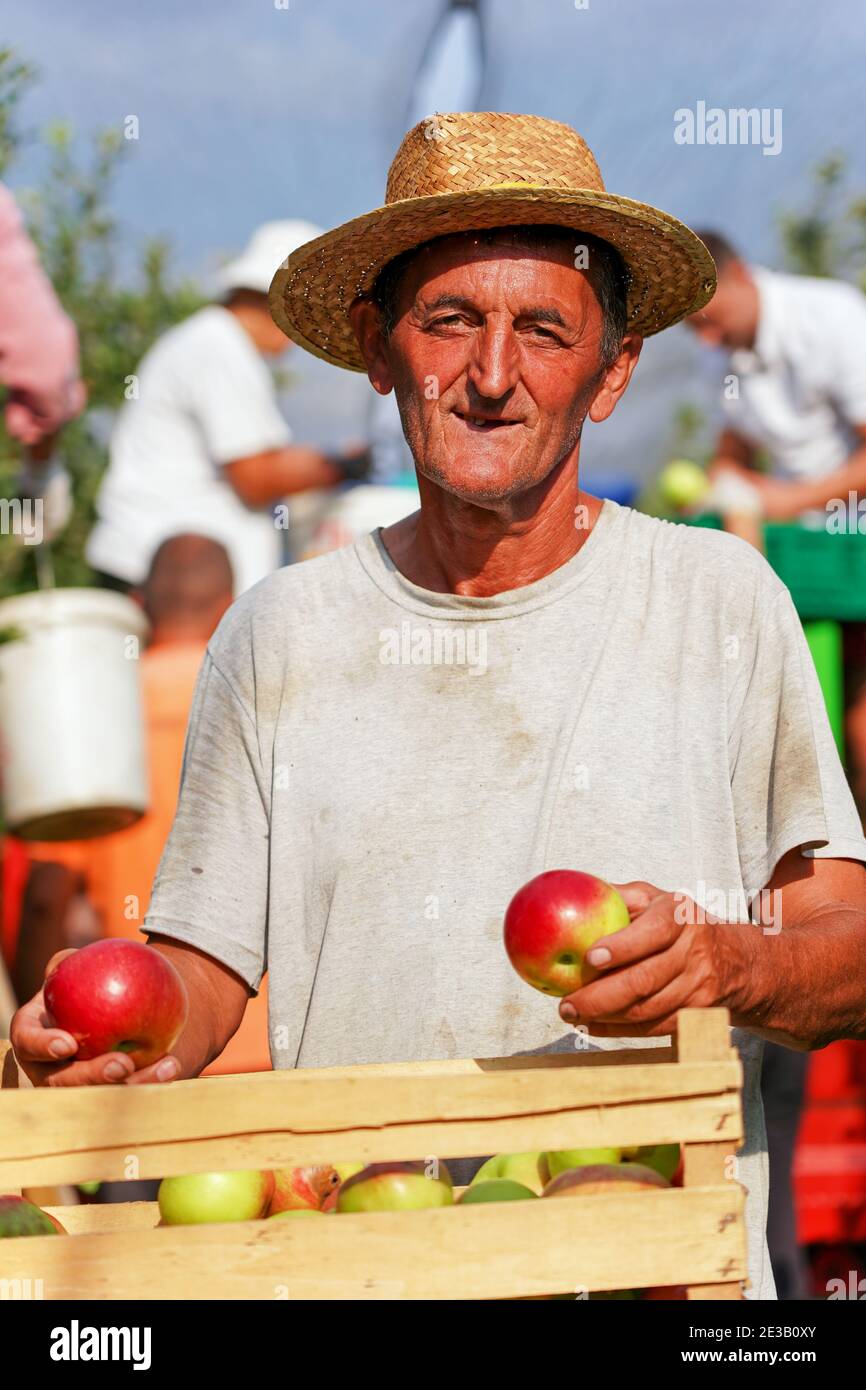 Plantation Worker con le mele per la raccolta del viso conciate e rugate. Ritratto di un agricoltore anziano rugato ed espressivo. Foto Stock