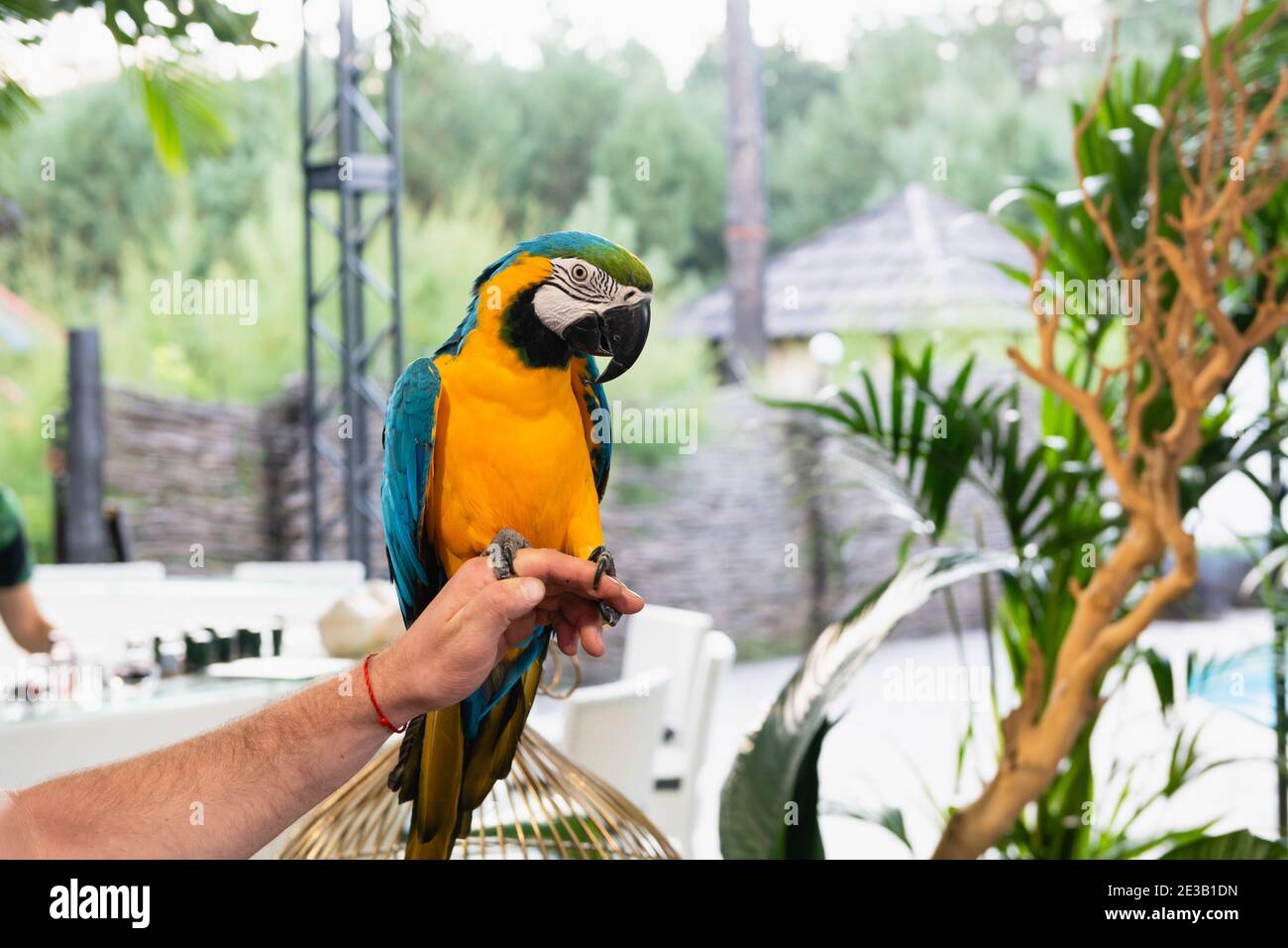 L'uomo tiene in mano lunghi artigli di pappagallo esotico blu e giallo, uccello guardare la macchina fotografica su sfondo verde Foto Stock