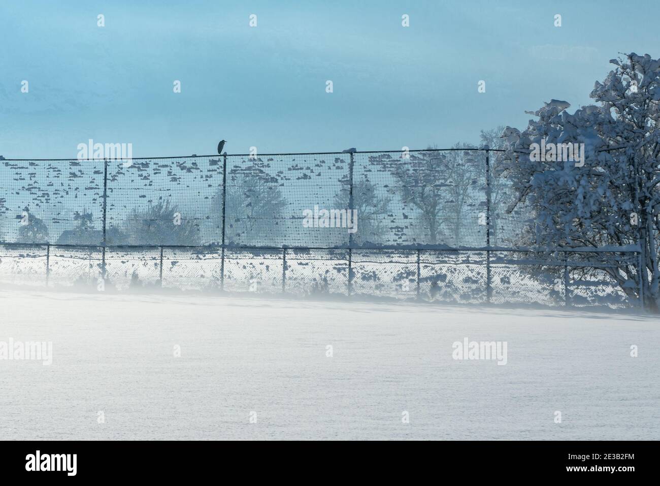 Grureiher im Winter auf dem Ballfangnetz des Fussballplatzes. Airone grigio in inverno sulla rete di palla del campo di calcio. Mattina nebbia. Morgennebel Foto Stock