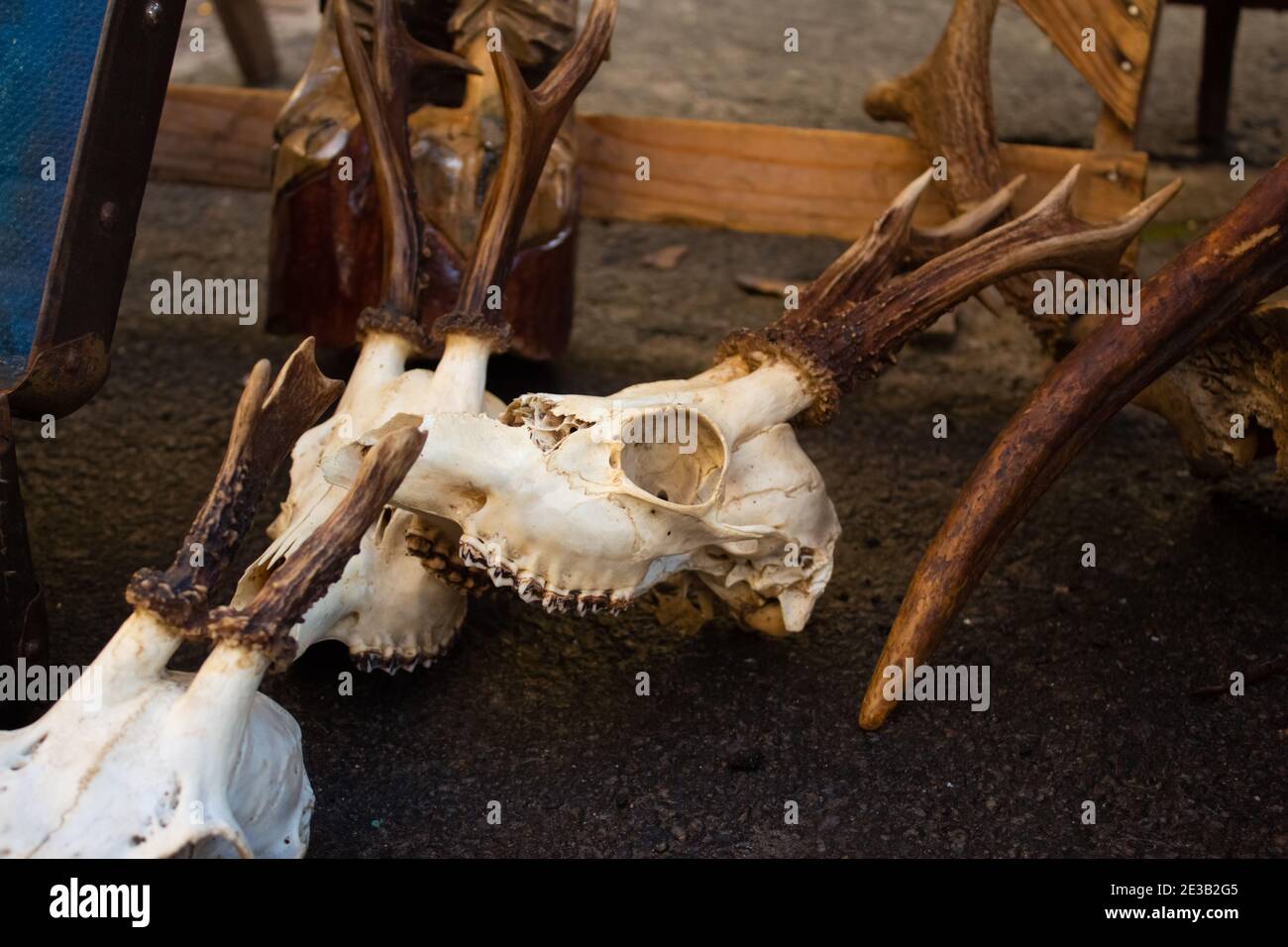 Capriolo capriolo con corna a terra. Accessori per streghe magiche scure, concetto di scienze occulte, antiche pratiche ritualistiche mistiche e sciamani Foto Stock