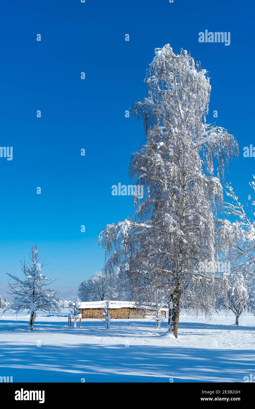 Unico albero nella nebbia invernale mattutina. Paesaggio innevato nella valle del Rhein con campi e alberi innevati freschi. Giornata di sole con cielo blu, Austria Foto Stock