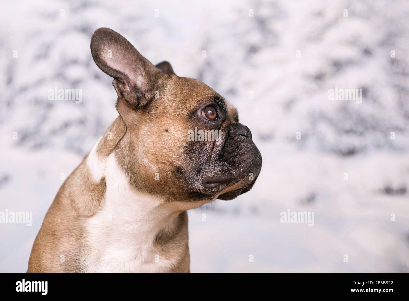 Ritratto del cane Bulldog francese di fronte all'inverno sfocato neve di fondo Foto Stock
