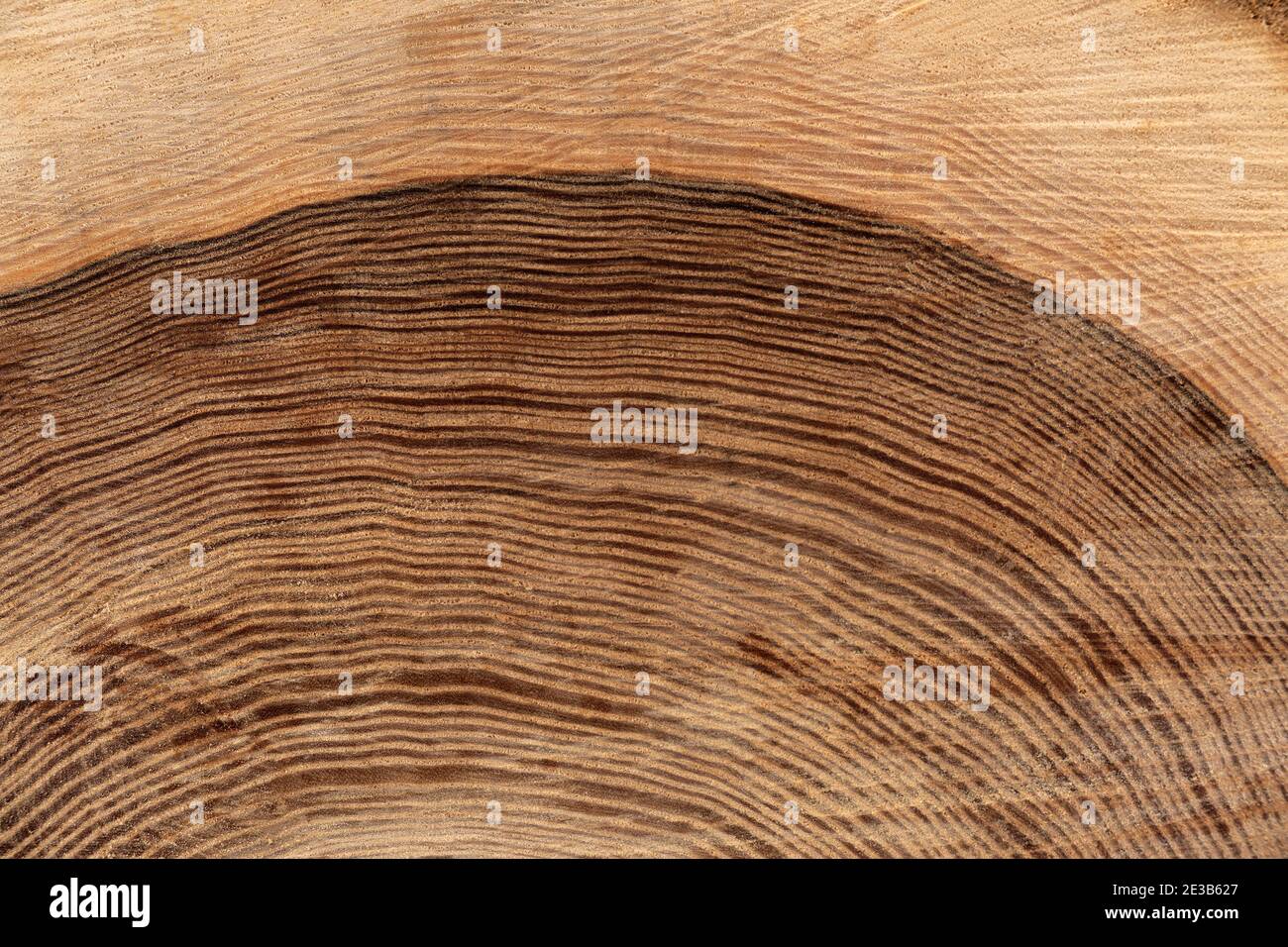 Dettaglio degli anelli annuali di un tronco di albero con nucleo scuro Foto Stock