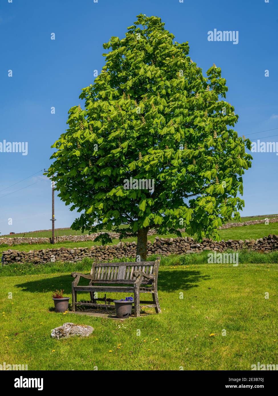 Un banco e un albero inferiore in Wharfedale, vicino Hartlington, North Yorkshire, Inghilterra, Regno Unito Foto Stock
