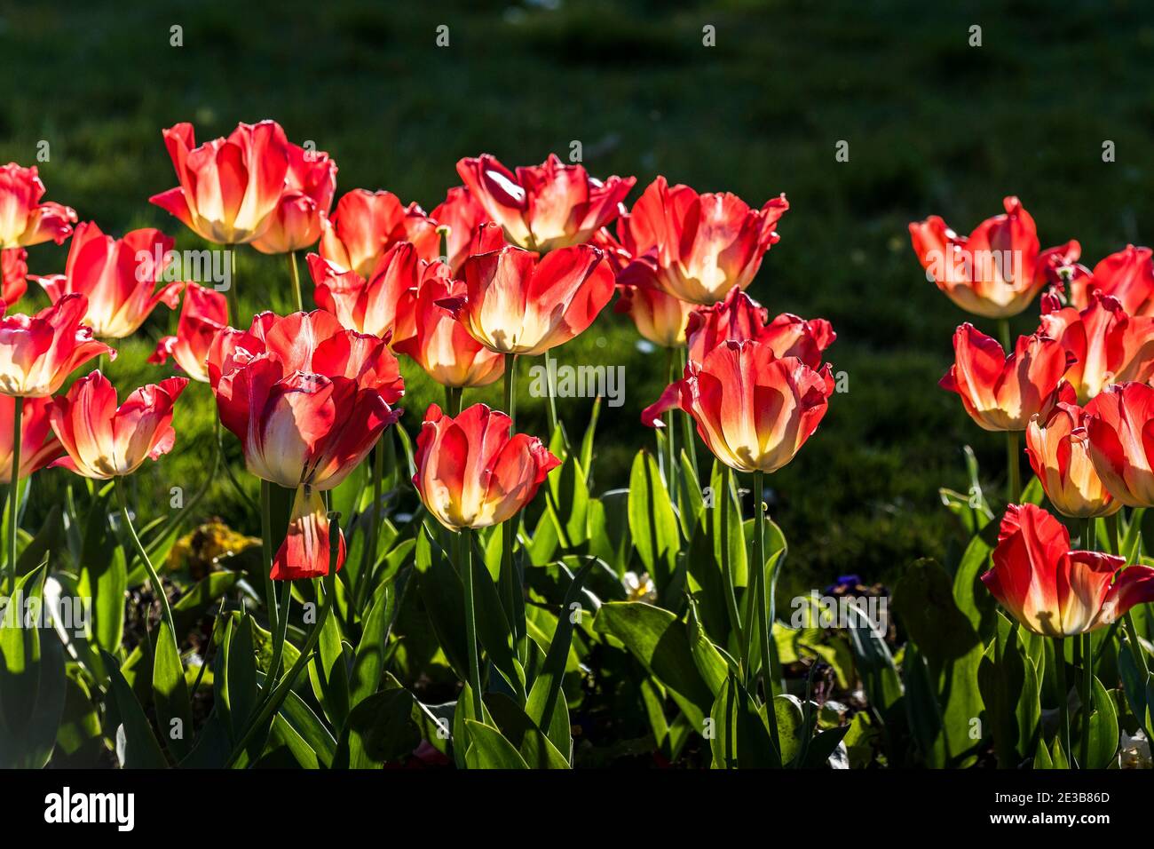 Tulipani rossi Tulipa in un letto di fiori retroilluminati dal sole. Foto Stock