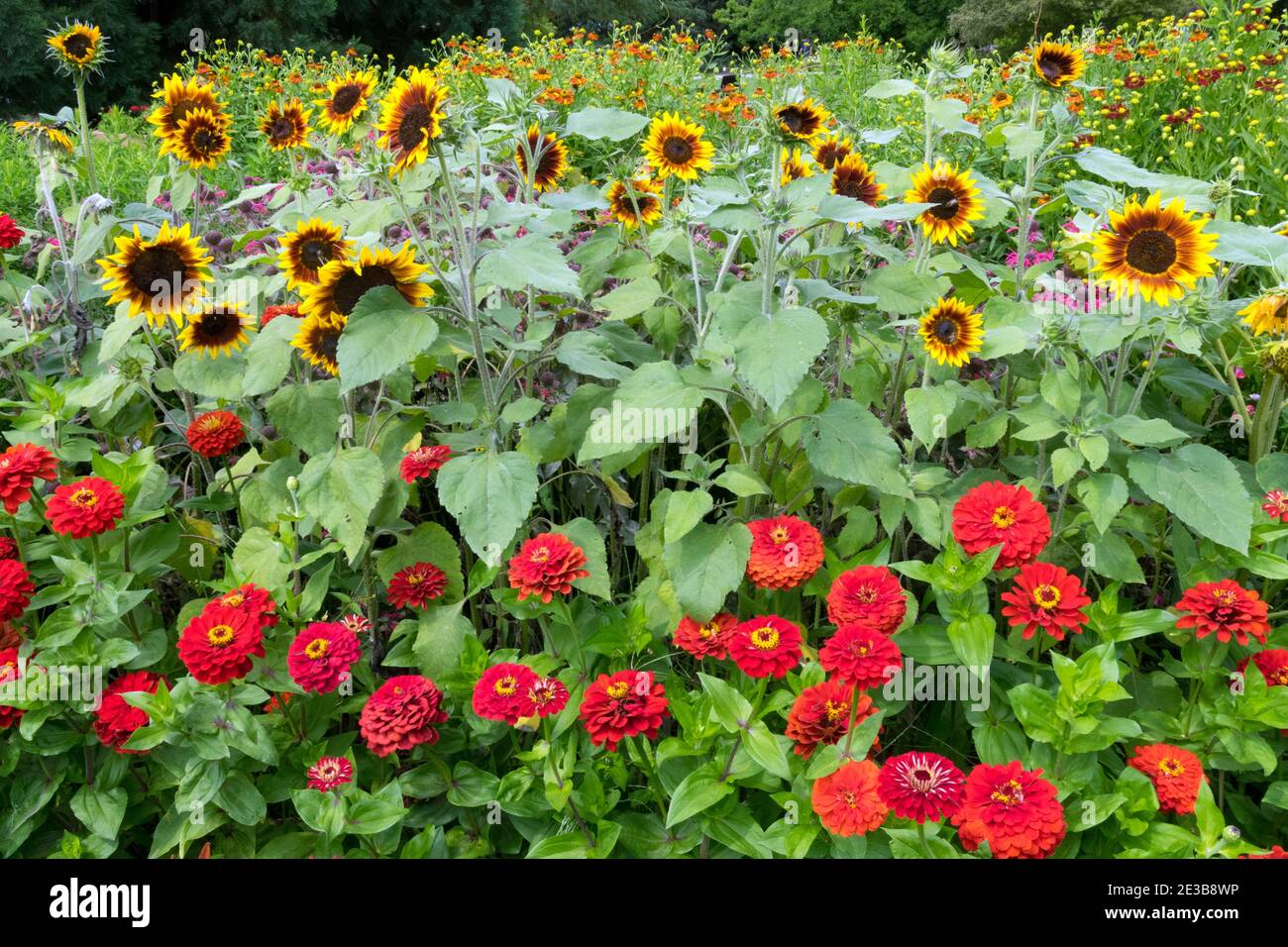 Giardino girasoli Zinnias estate letto di fiori di sole piante di confine, giardino a metà estate Zinnias Rosso Giardino girasoli Fiori erbacei piante alte Foto Stock