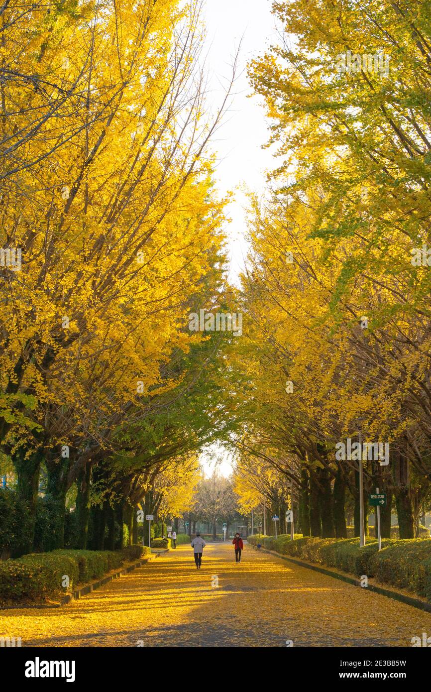 Alberi di ginkgo nel Parco atletico di Kumamoto, Prefettura di Kumamoto, Giappone Foto Stock