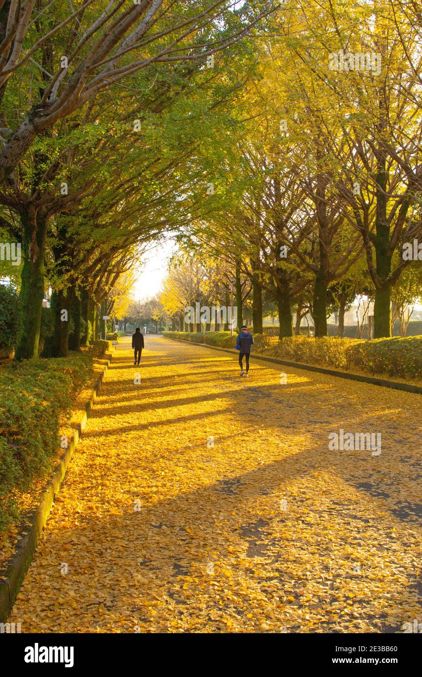 Alberi di ginkgo nel Parco atletico di Kumamoto, Prefettura di Kumamoto, Giappone Foto Stock