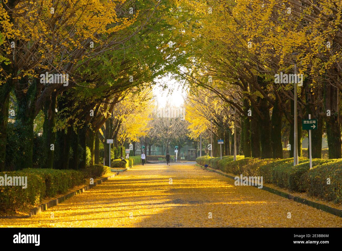 Alberi di ginkgo nel Parco atletico di Kumamoto, Prefettura di Kumamoto, Giappone Foto Stock