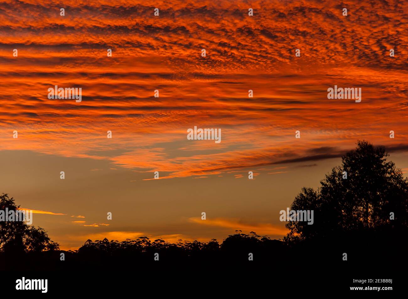 Colorato tramonto dorato con alte nuvole sopra alberi silhouette all'orizzonte. Tardo autunno, Tamborine Mountain, Australia. Spazio di copia. Foto Stock