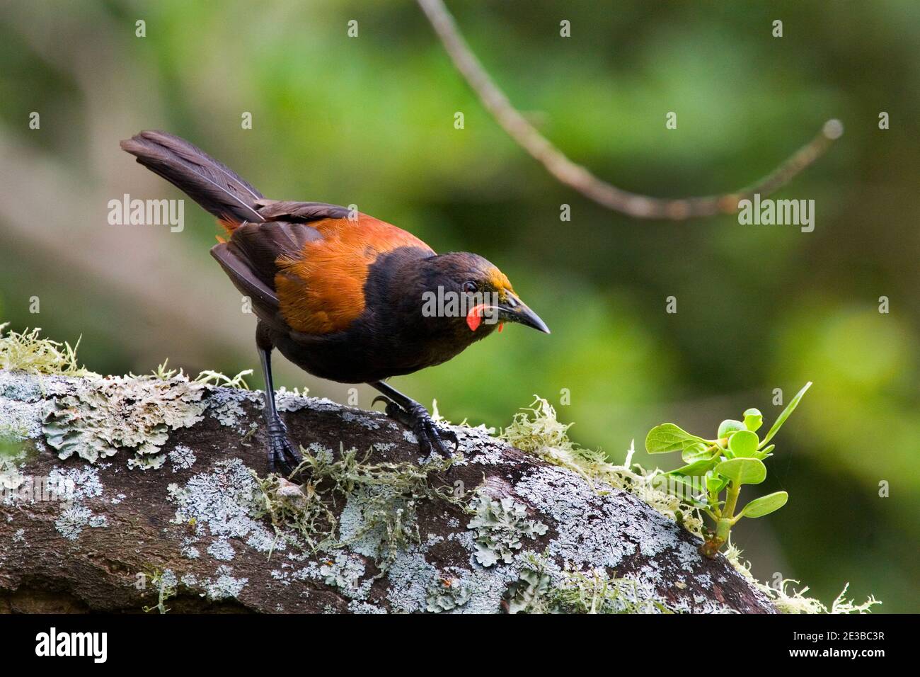 Tieke, Saddleback, sull'isola di Tiritiri Matangi, Nuova Zelanda. Gli insettivori arborei più grandi dell'ecosistema forestale della Nuova Zealad, sono classificati come vul Foto Stock