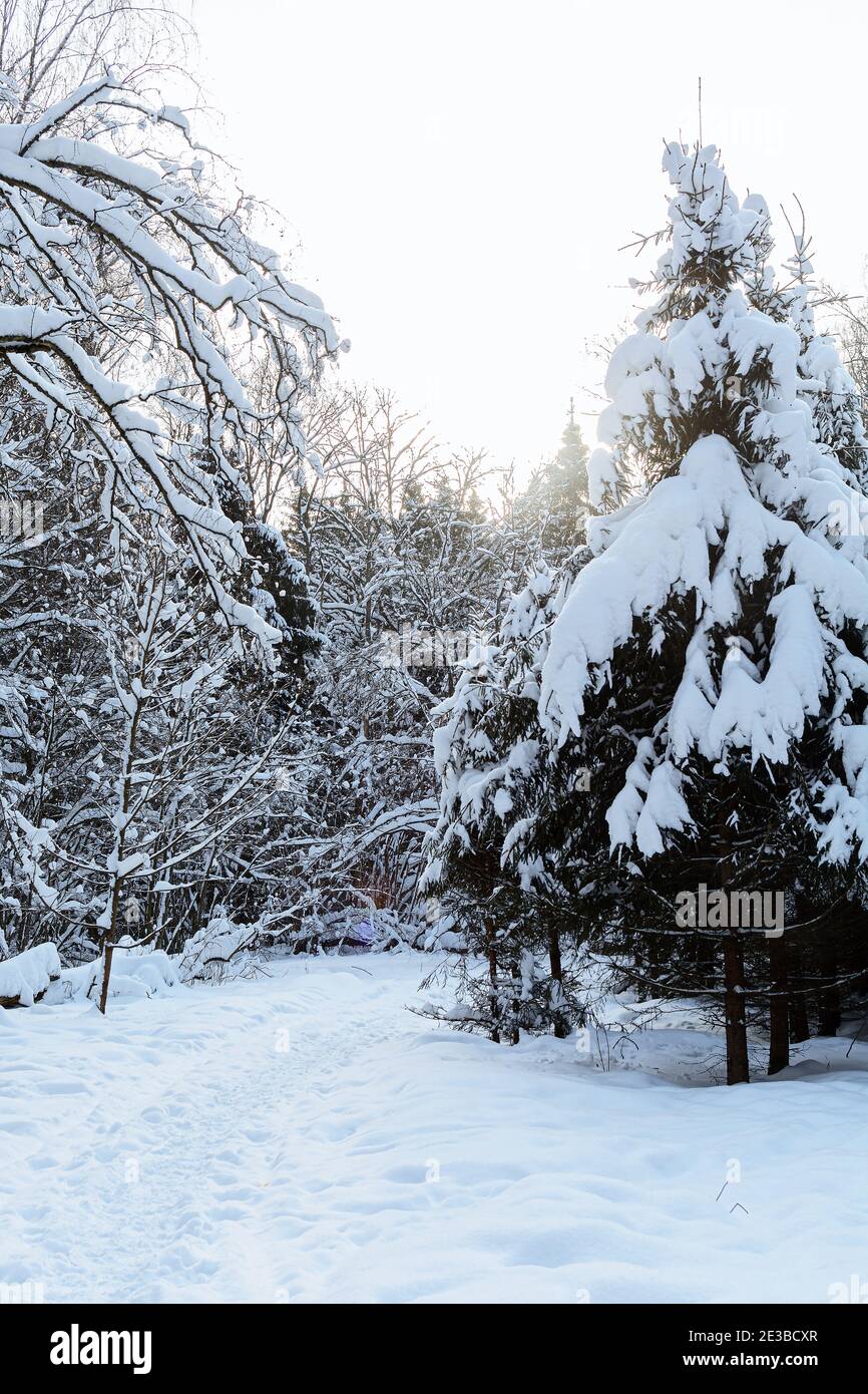 Sentiero invernale attraverso la foresta innevata Foto Stock