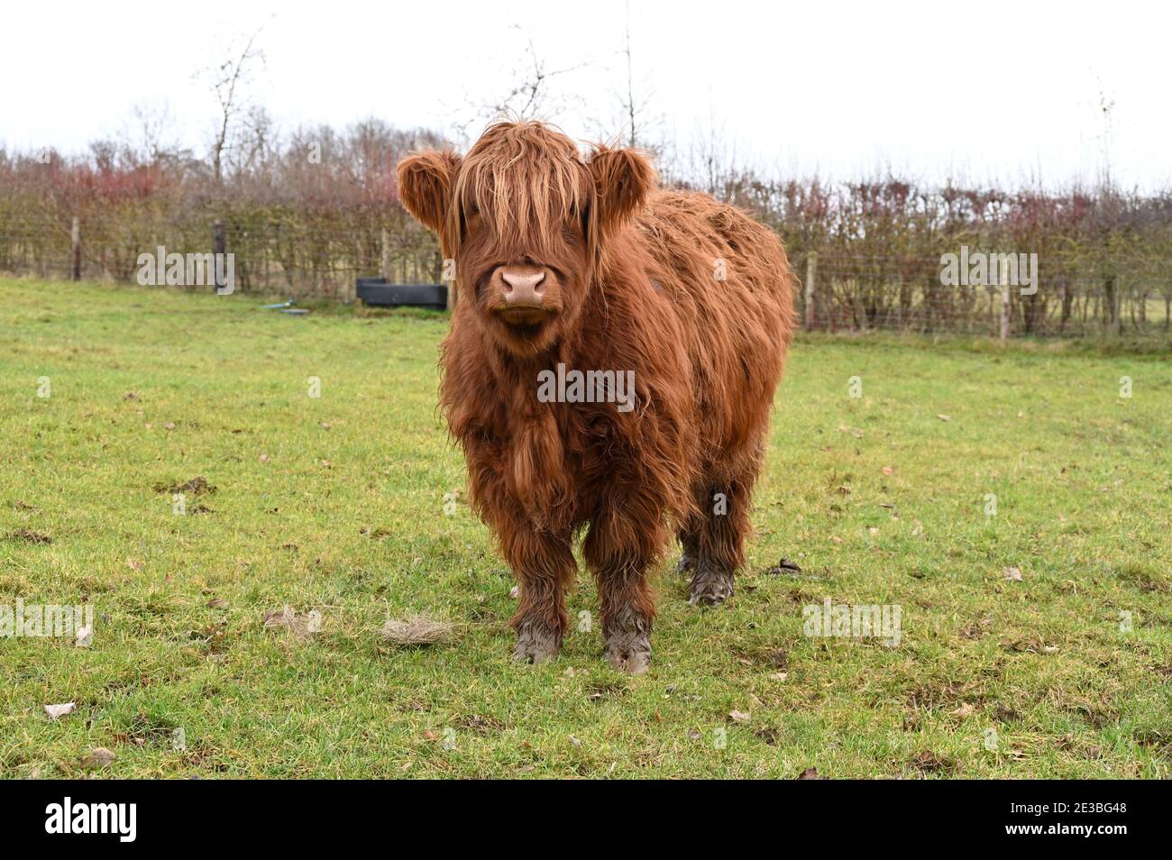 Una solitaria giovenca di Highland in un campo nella frazione di Litle Rollright, Oxfordshire Foto Stock