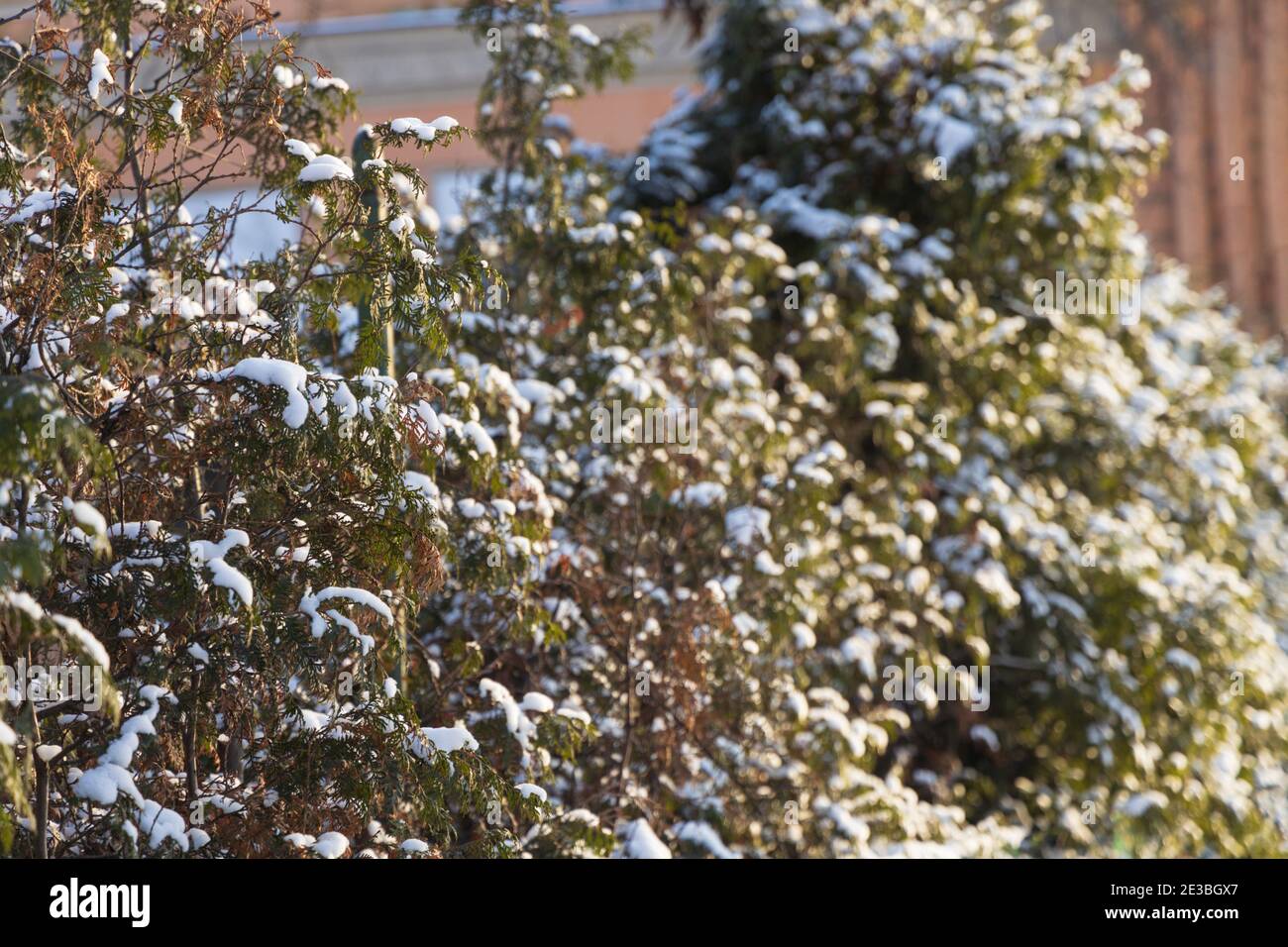 Fila composta da thuja coperto di neve e illuminato da il sole invernale Foto Stock