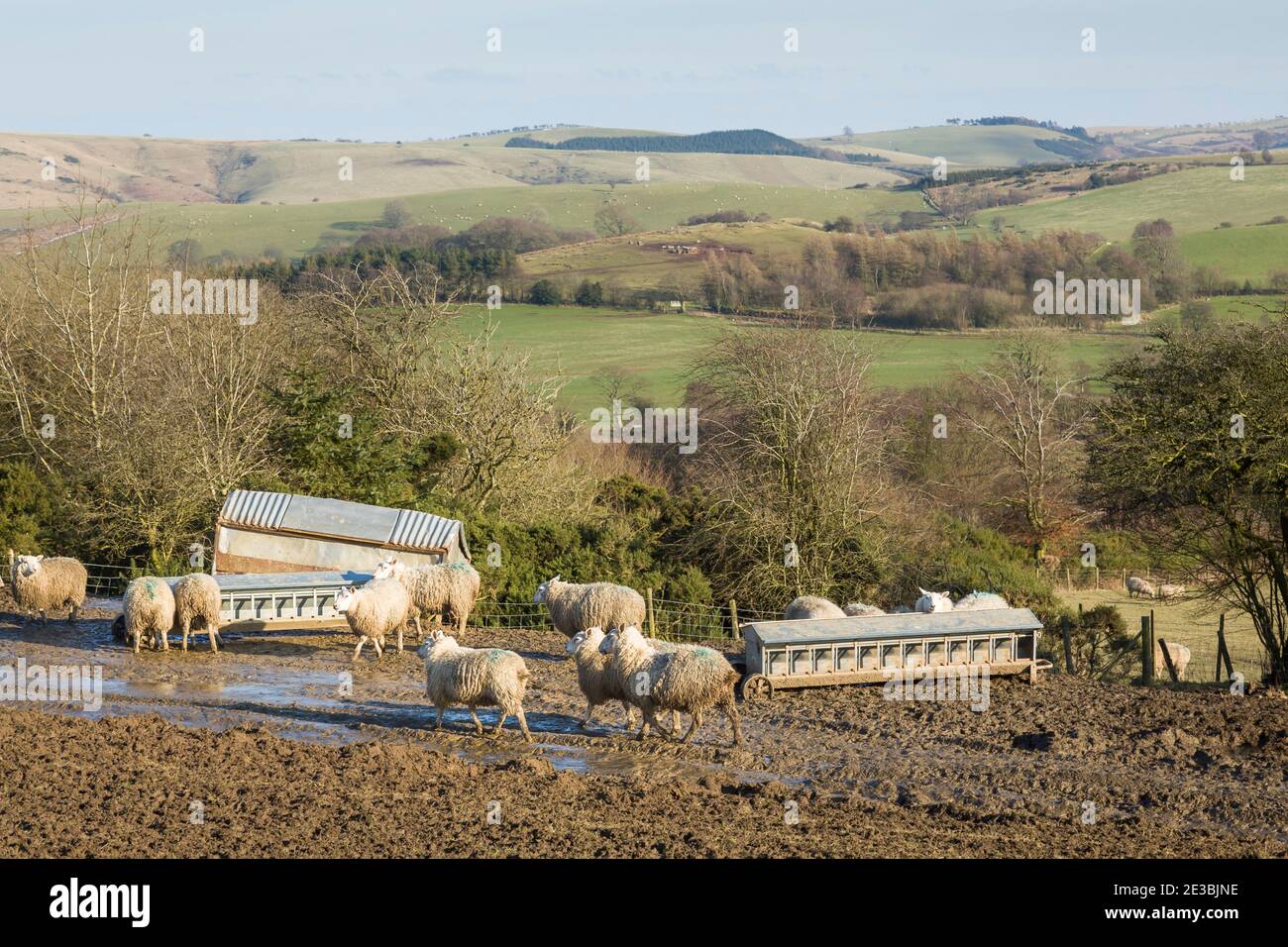 Allevamento ovino in un'azienda agricola britannica nelle colline dello Shropshire. Gregge di pecore in un campo in paesaggio inglese Foto Stock