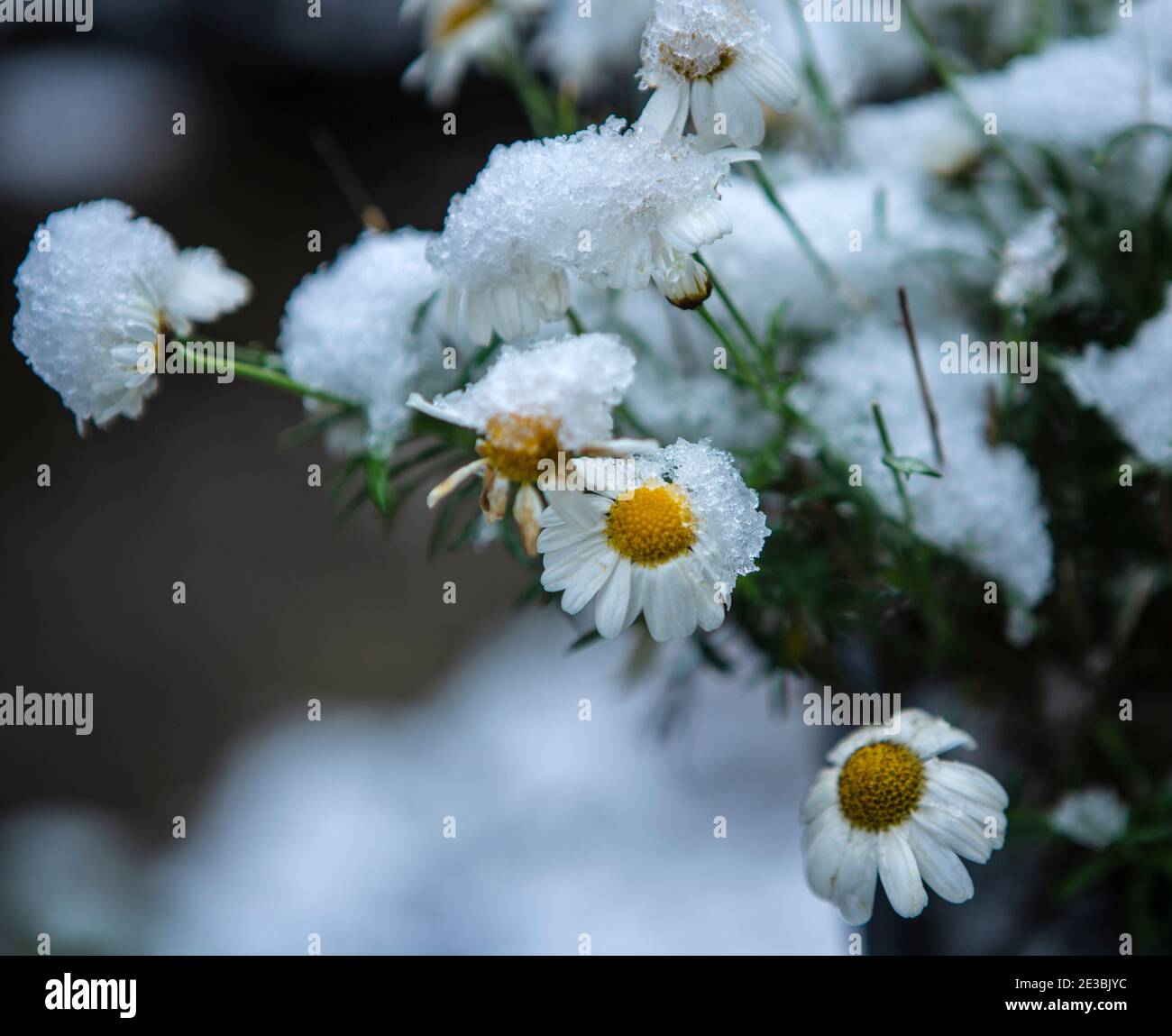 Margeriten im Schnee Foto Stock