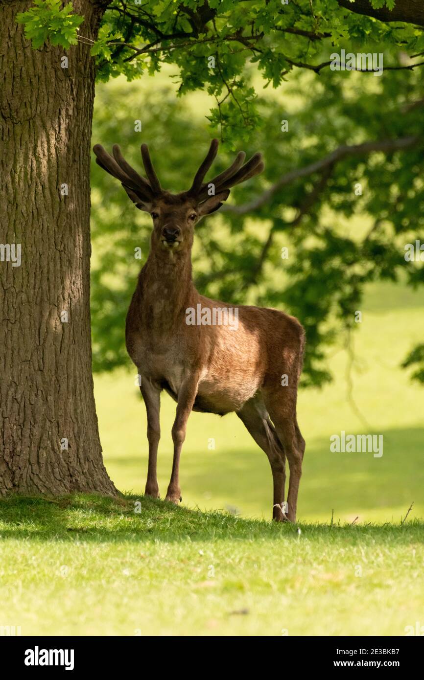 Cervo in piedi sotto un albero preso nel Regno Unito a. un parco di cervi Foto Stock