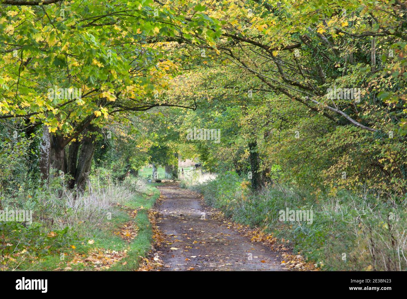 Un tranquillo vicolo di campagna a Berwick St. John in Wiltshire. Foto Stock