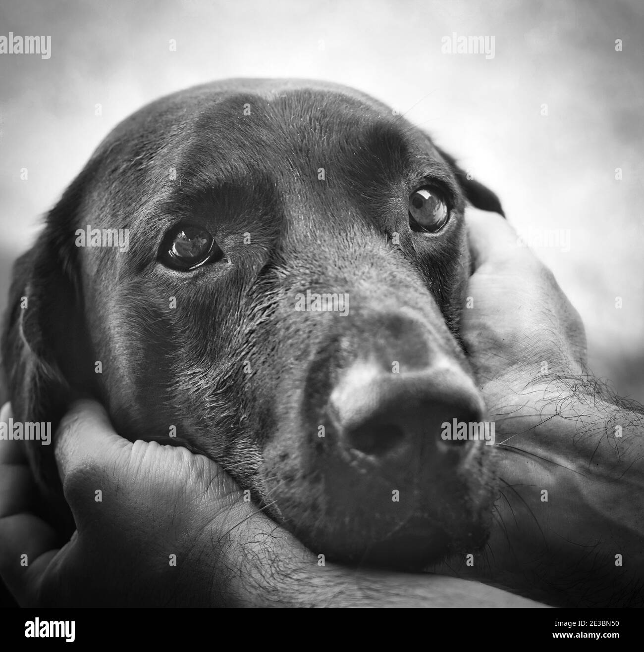 Primo piano in bianco e nero di un cane che riposa la testa in mani umane, con occhi pieni di anima e tenero umore emotivo. Foto Stock