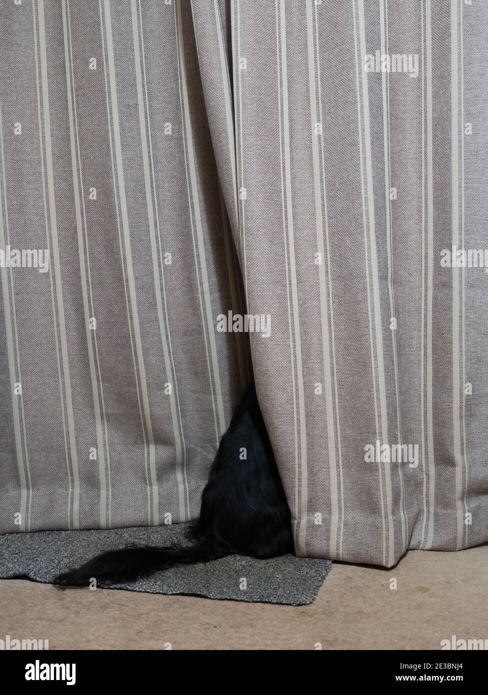Birdwatching con cane nero, nascosto dalla tenda a casa. Foto Stock
