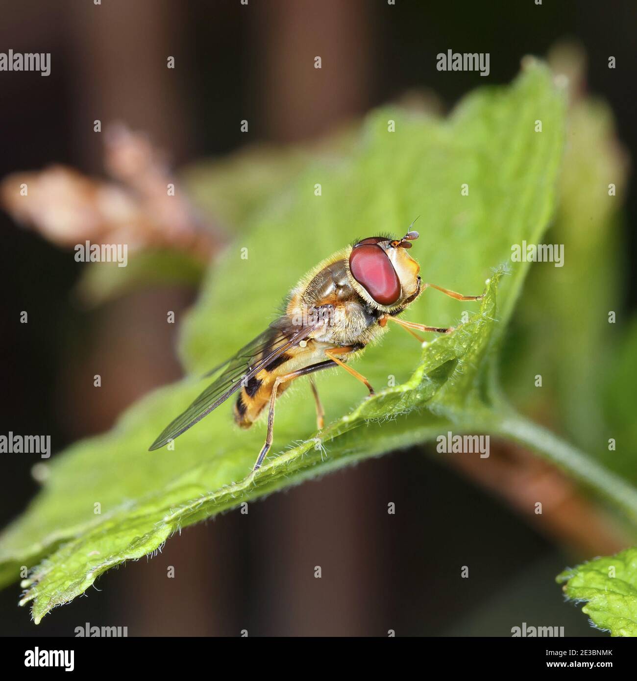 Un hoverfly su una foglia verde nel profilo. Scatto macro. Foto Stock